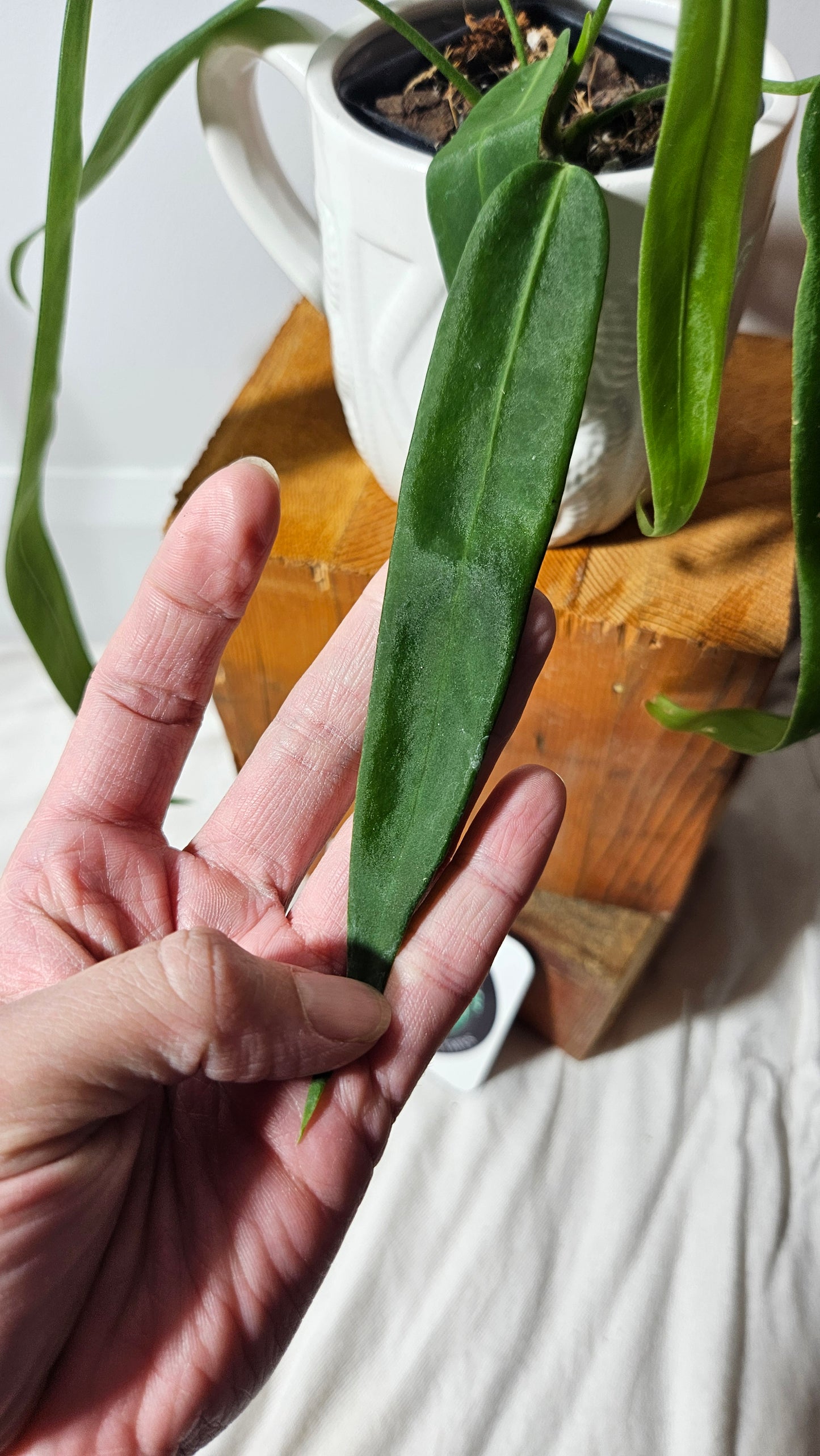 Anthurium Pallidiflorum "format MOYEN/LARGE"(ANT-195)