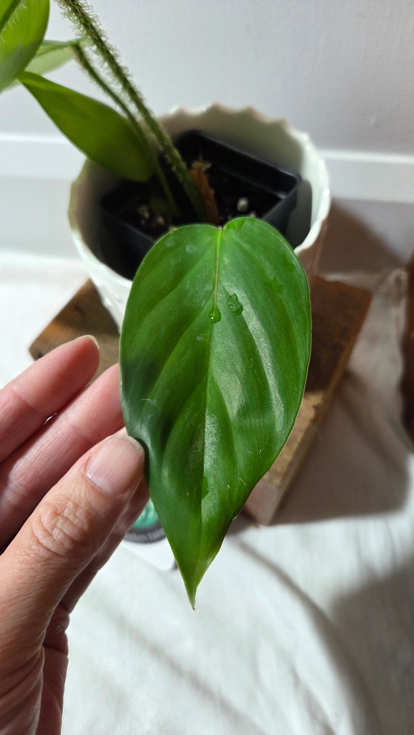 Philodendron Genevievianum (PHI-969)