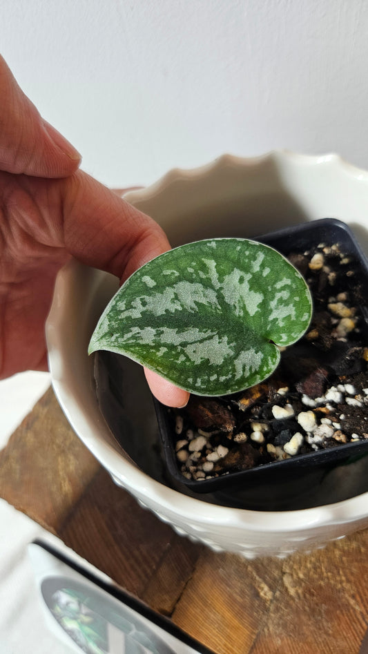 Scindapsus Silver Queen (SCI-1029)