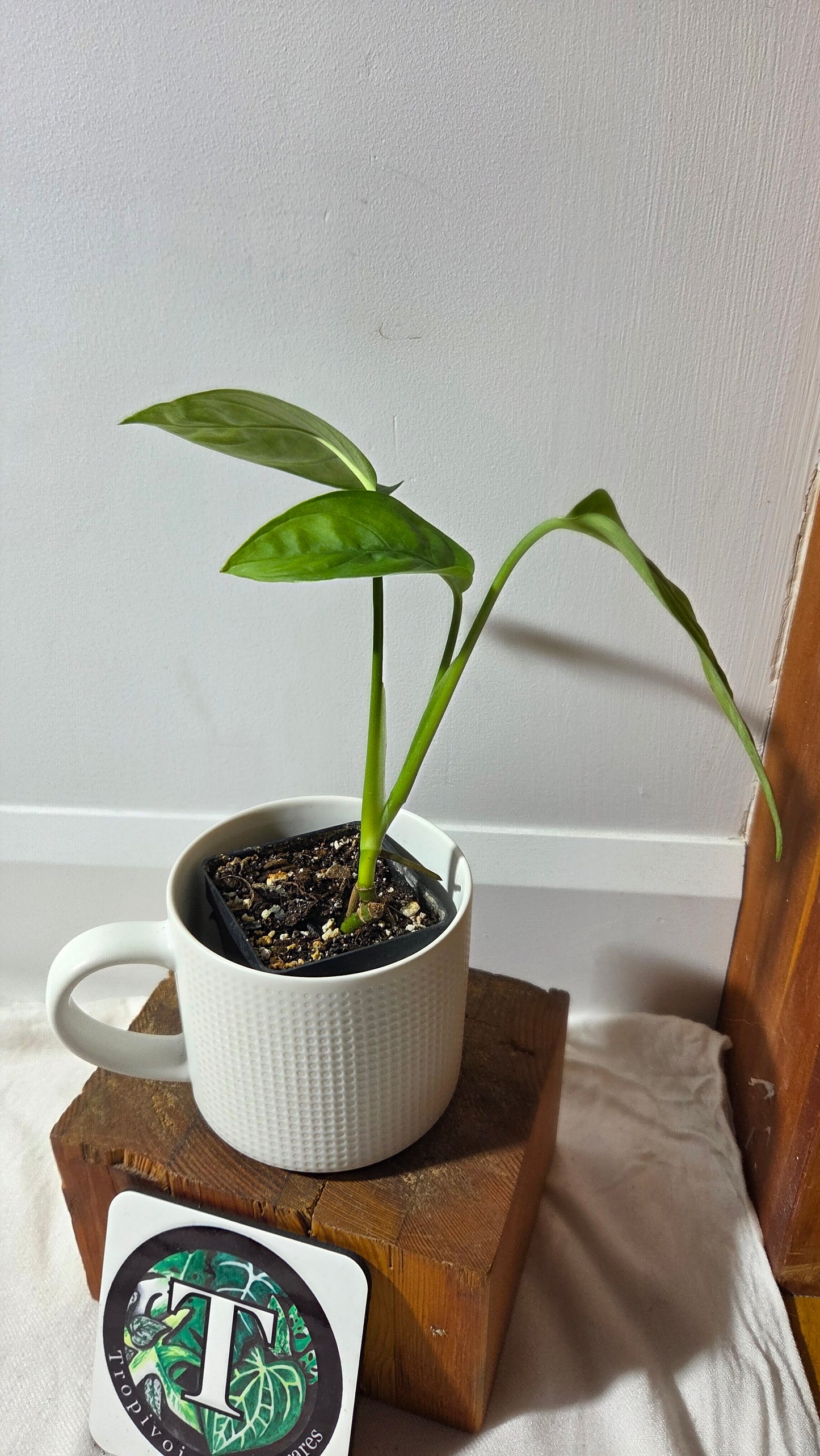Monstera Obliqua Aff LaUnion (MON-517)
