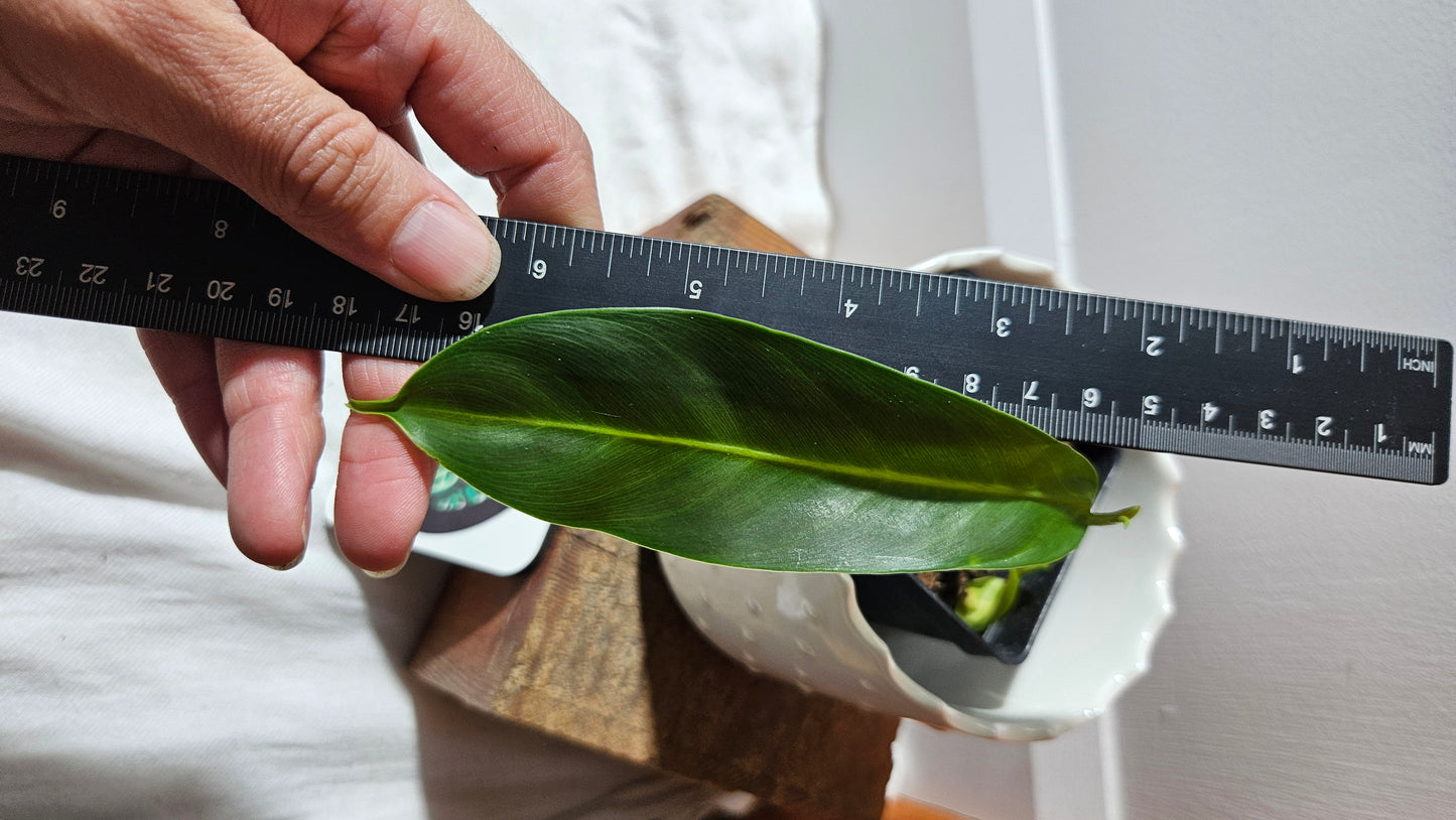 Philodendron Patriciae (PHI-886)