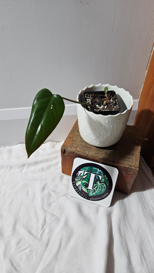 Philodendron Red Emerald (PHI-880)
