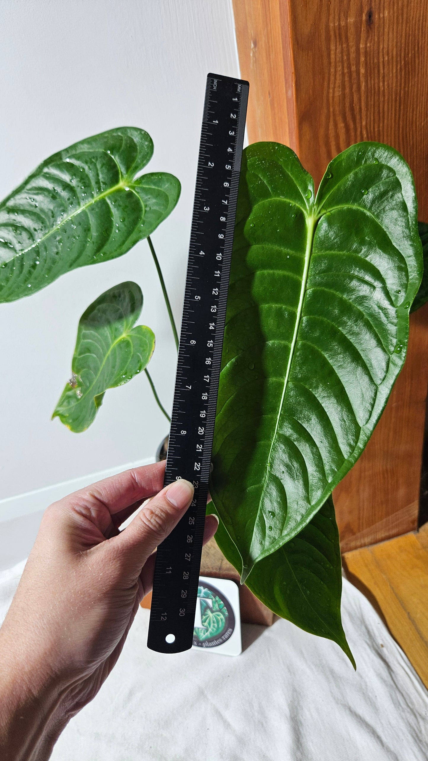 Anthurium Veitchii Narrow "format LARGE" (ANT-643)