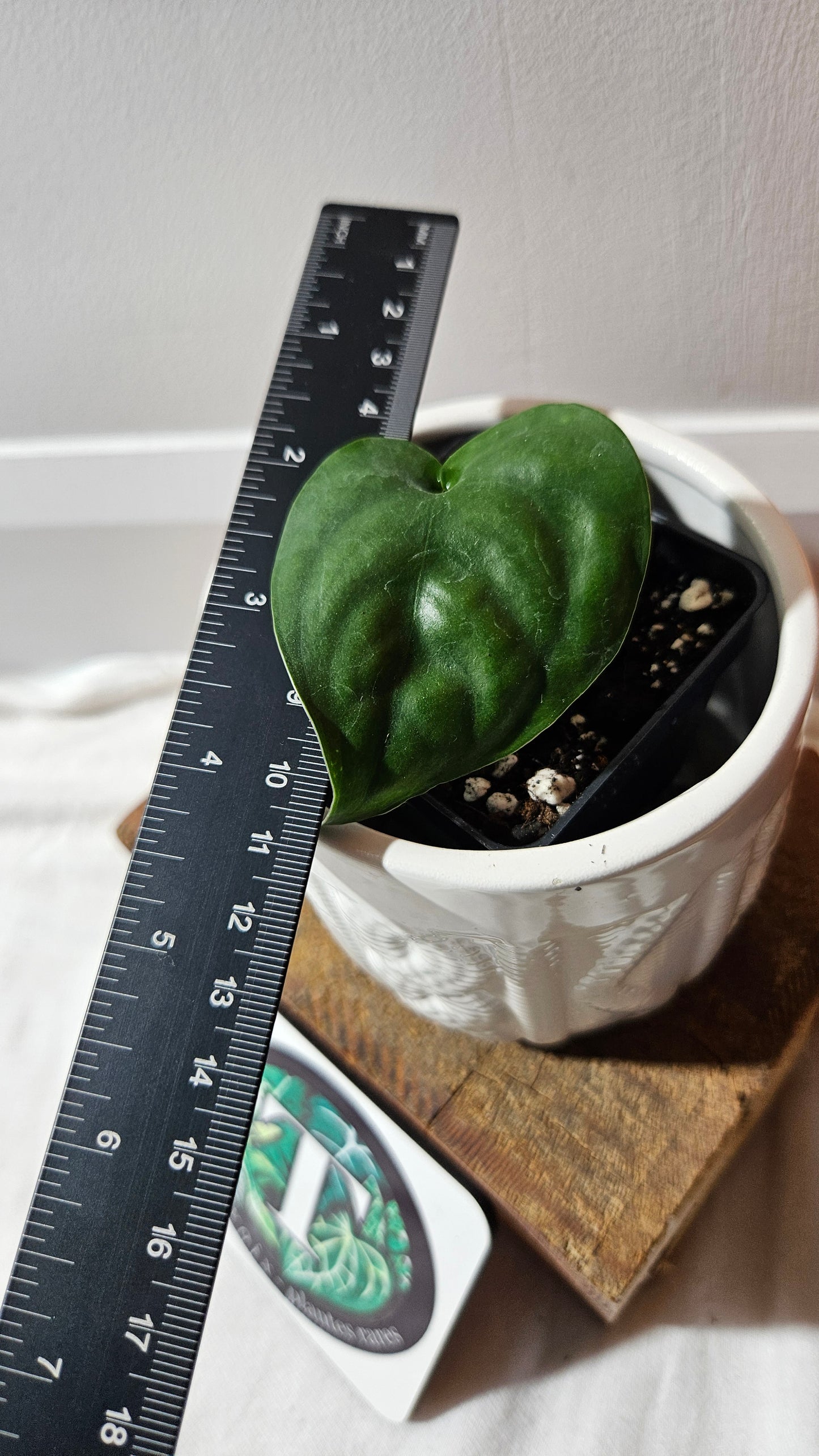 Scindapsus Lucens (SCI-1179)