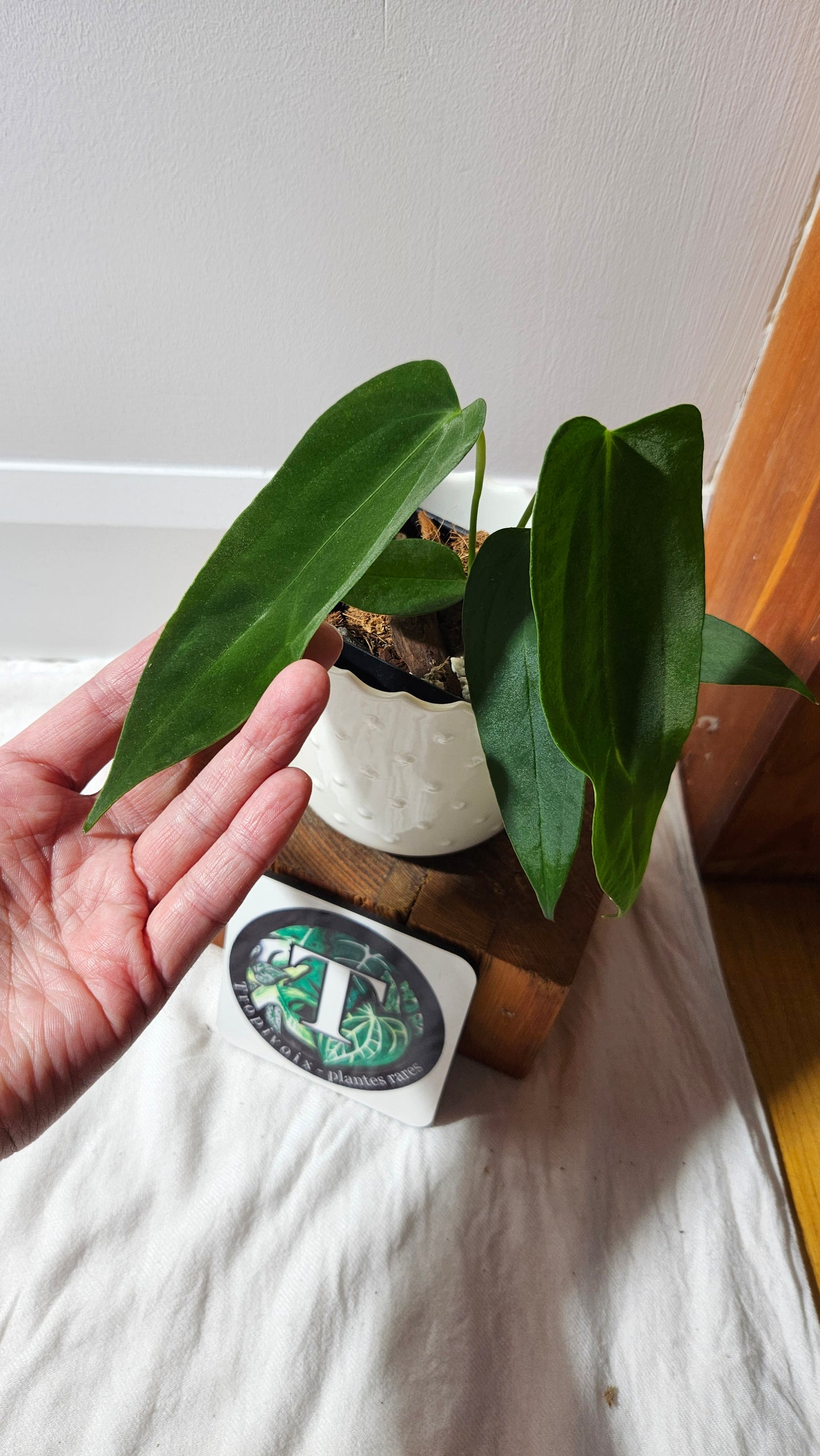Anthurium Cirinoi X Papillilaminum "format PETIT" (ANT-596)
