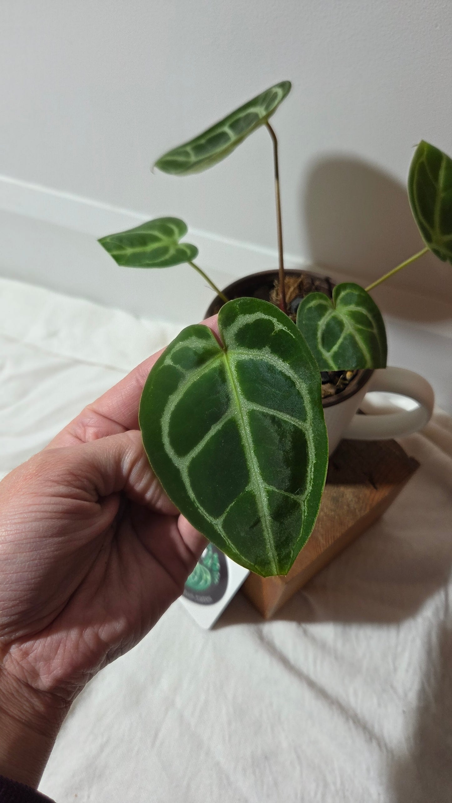 Anthurium Domino Hybrid "format MOYEN" (ANT-658)