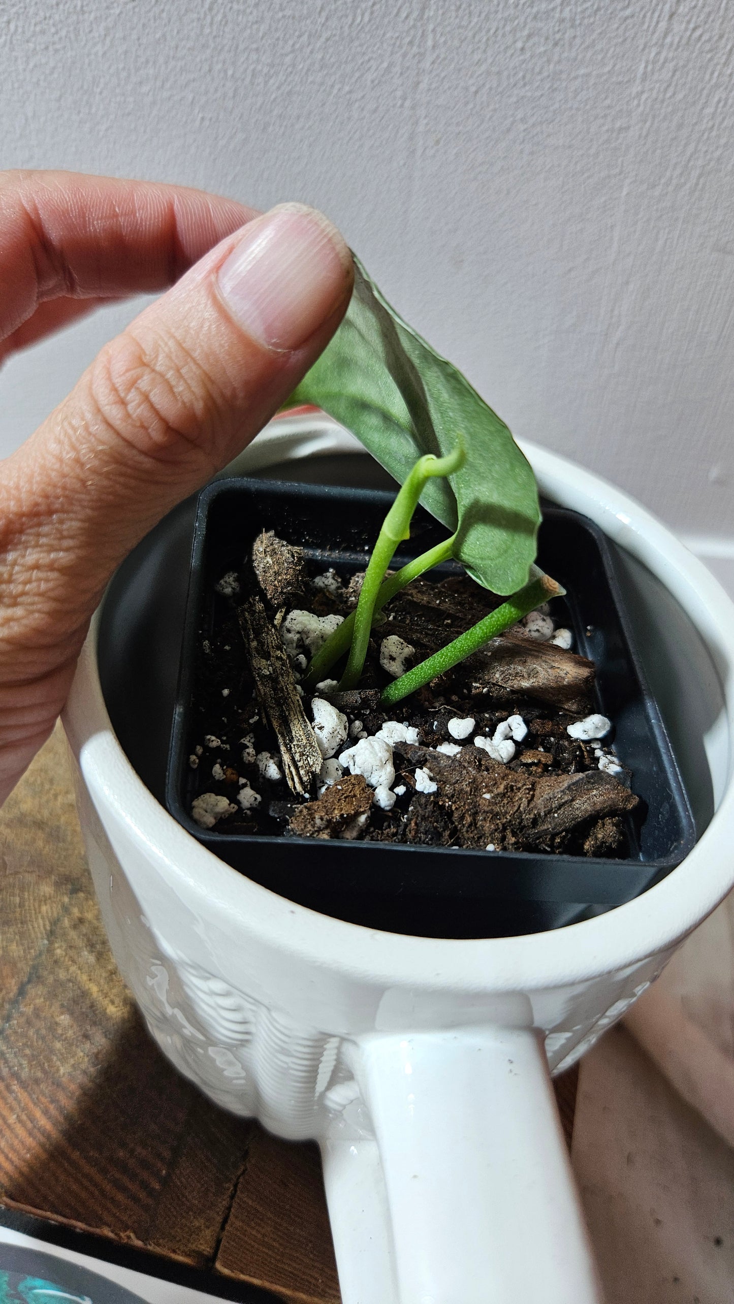 Scindapsus Lucens (SCI-1259)