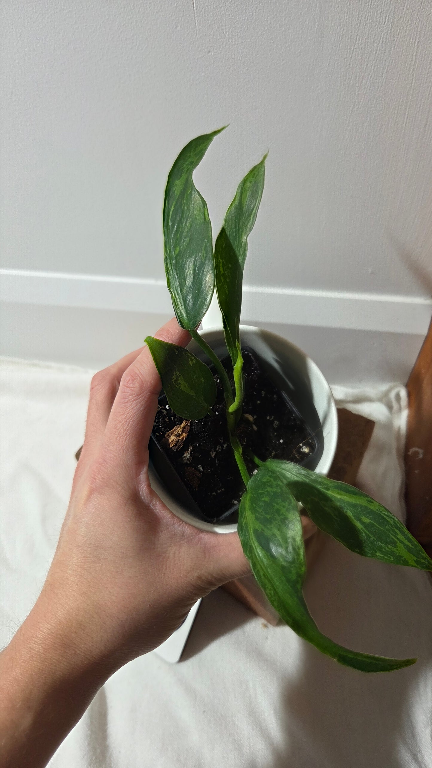 Philodendron Lime fiddle/ Minarum (PHI-976)