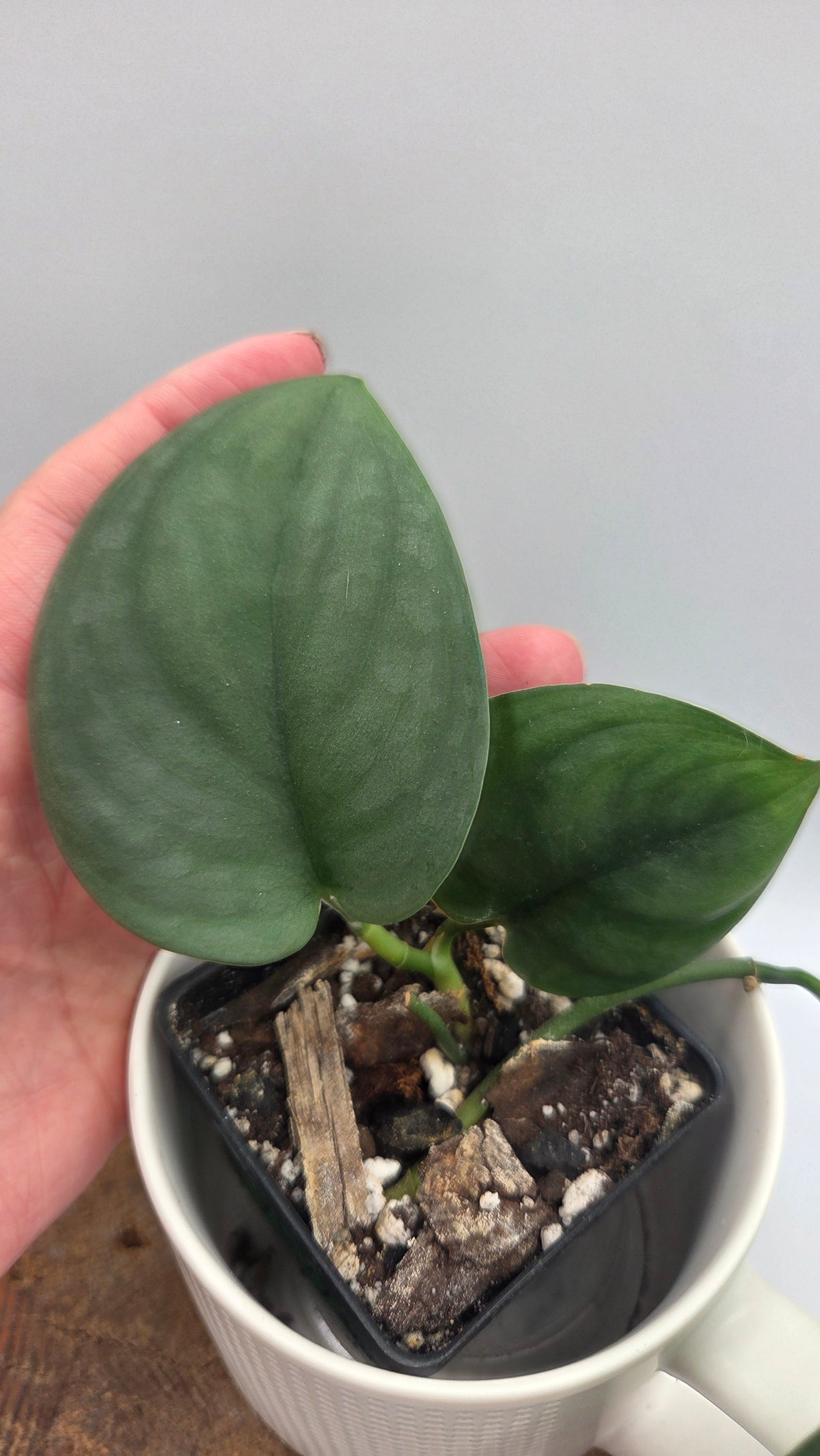 Scindapsus Dark Splash (SCI-1204)