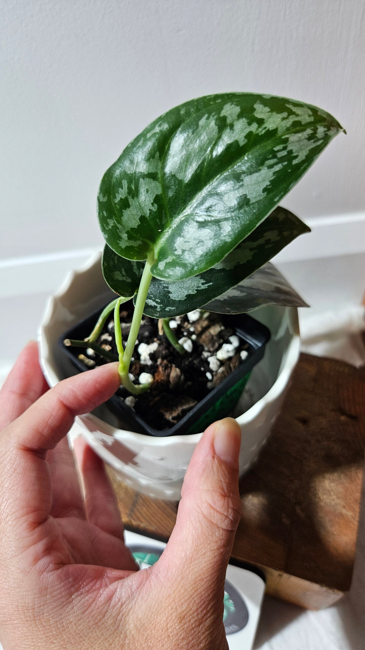 Scindapsus Black Exotica (SCI-1335)