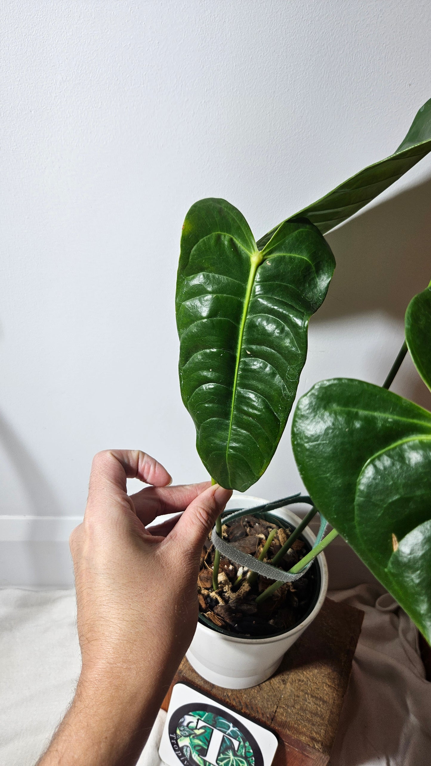 Anthurium Veitchii "format LARGE" (ANT-202)