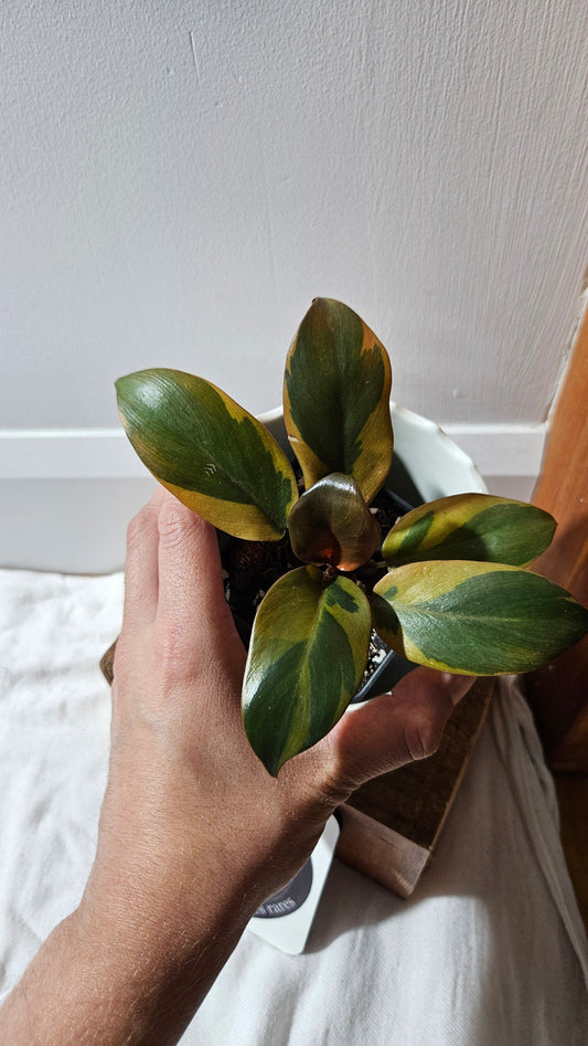 Philodendron Black Cardinal Variegata (PHI-890)