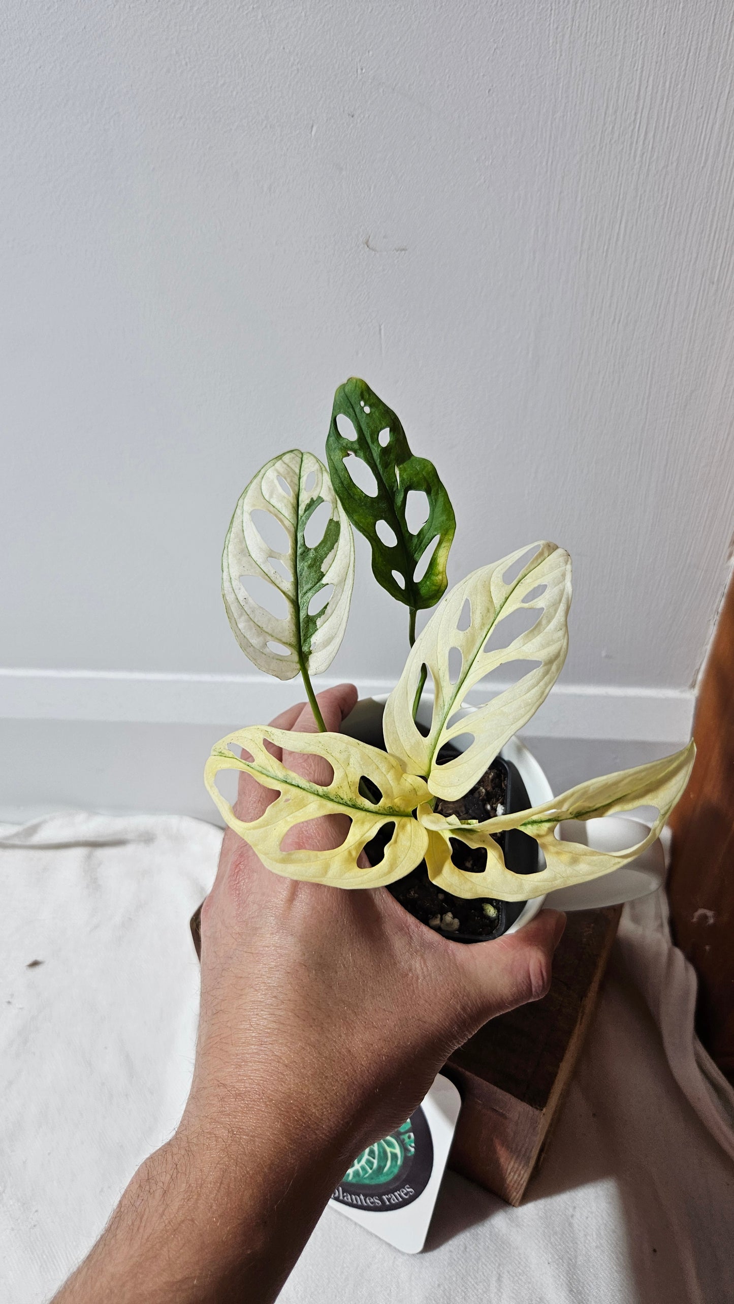 Monstera Andasonii Archipelago Ghost (MON-386)