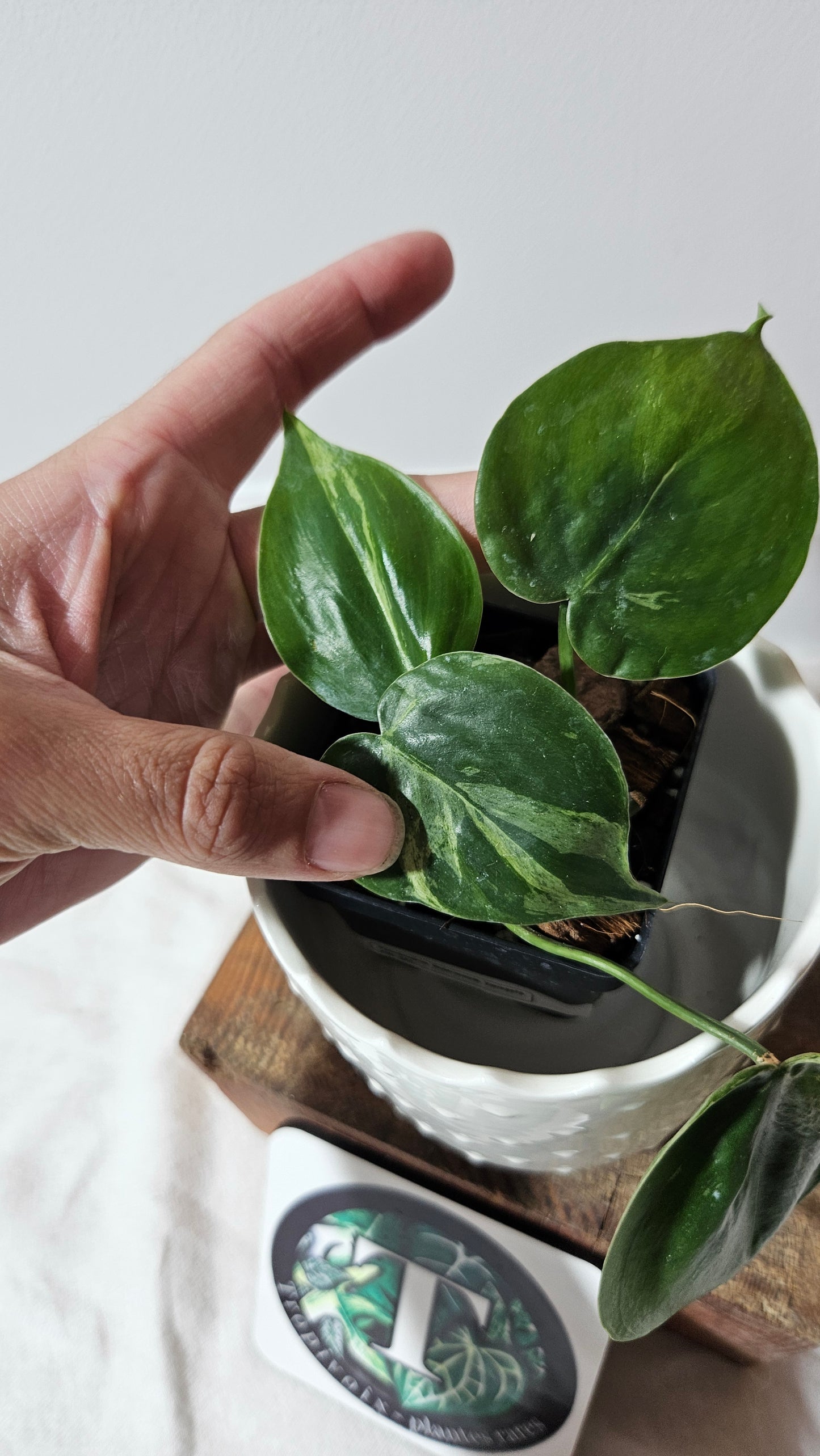 Philodendron Hederaceum Variegata (PHI-541)