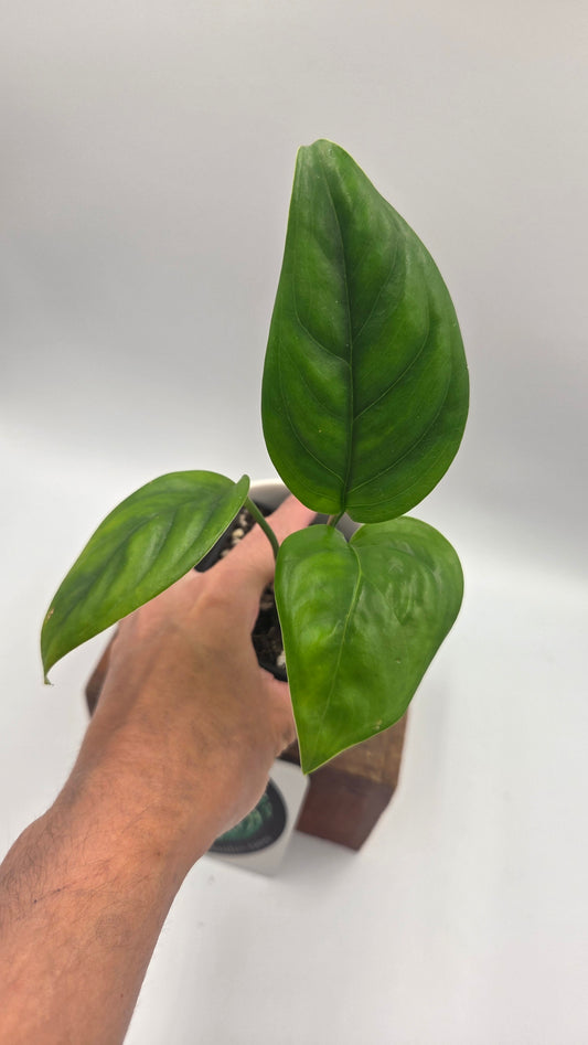 Monstera Lechleriana  (MON-574)