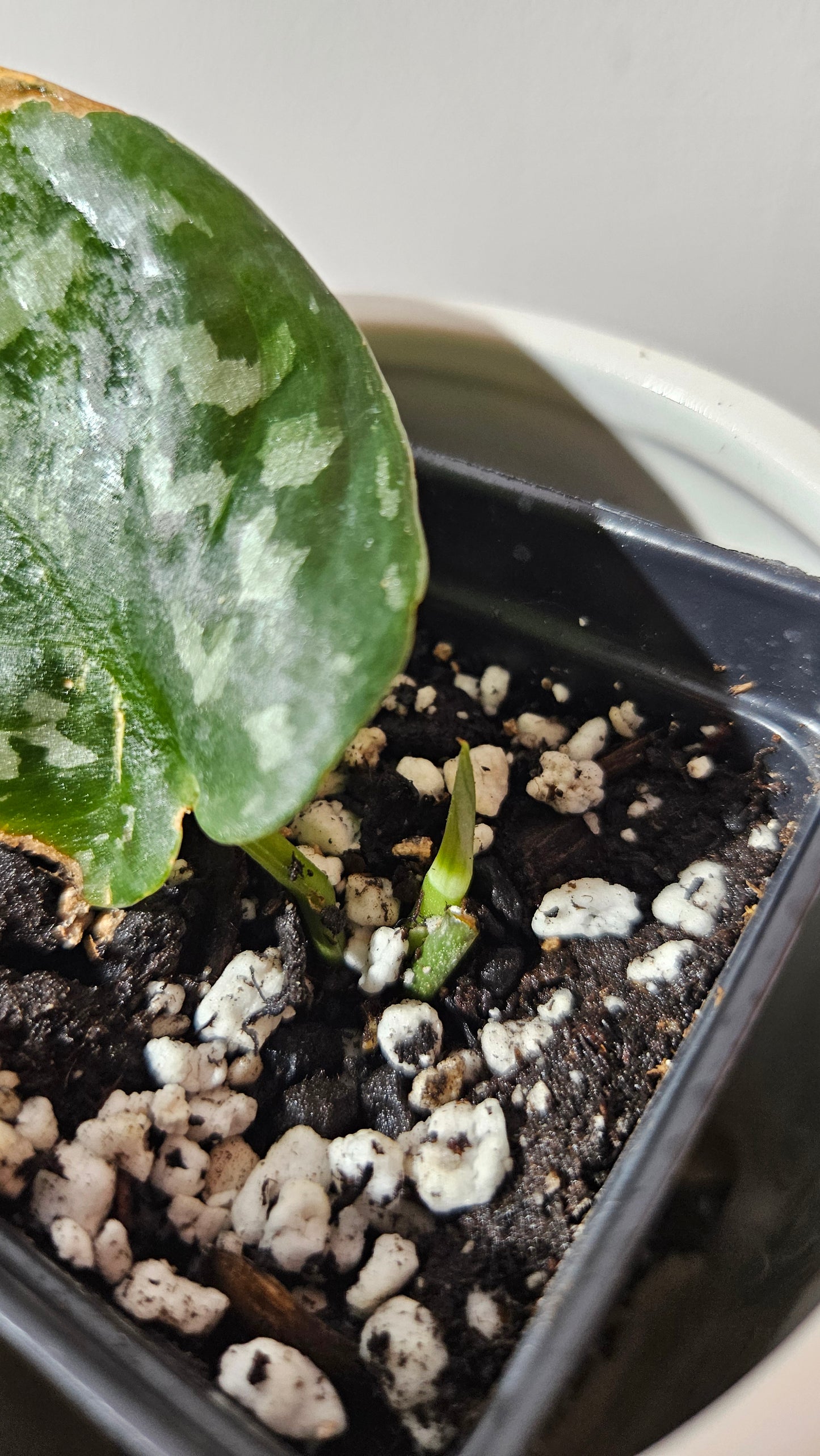 Scindapsus Exotica Batik (SCI-1285)