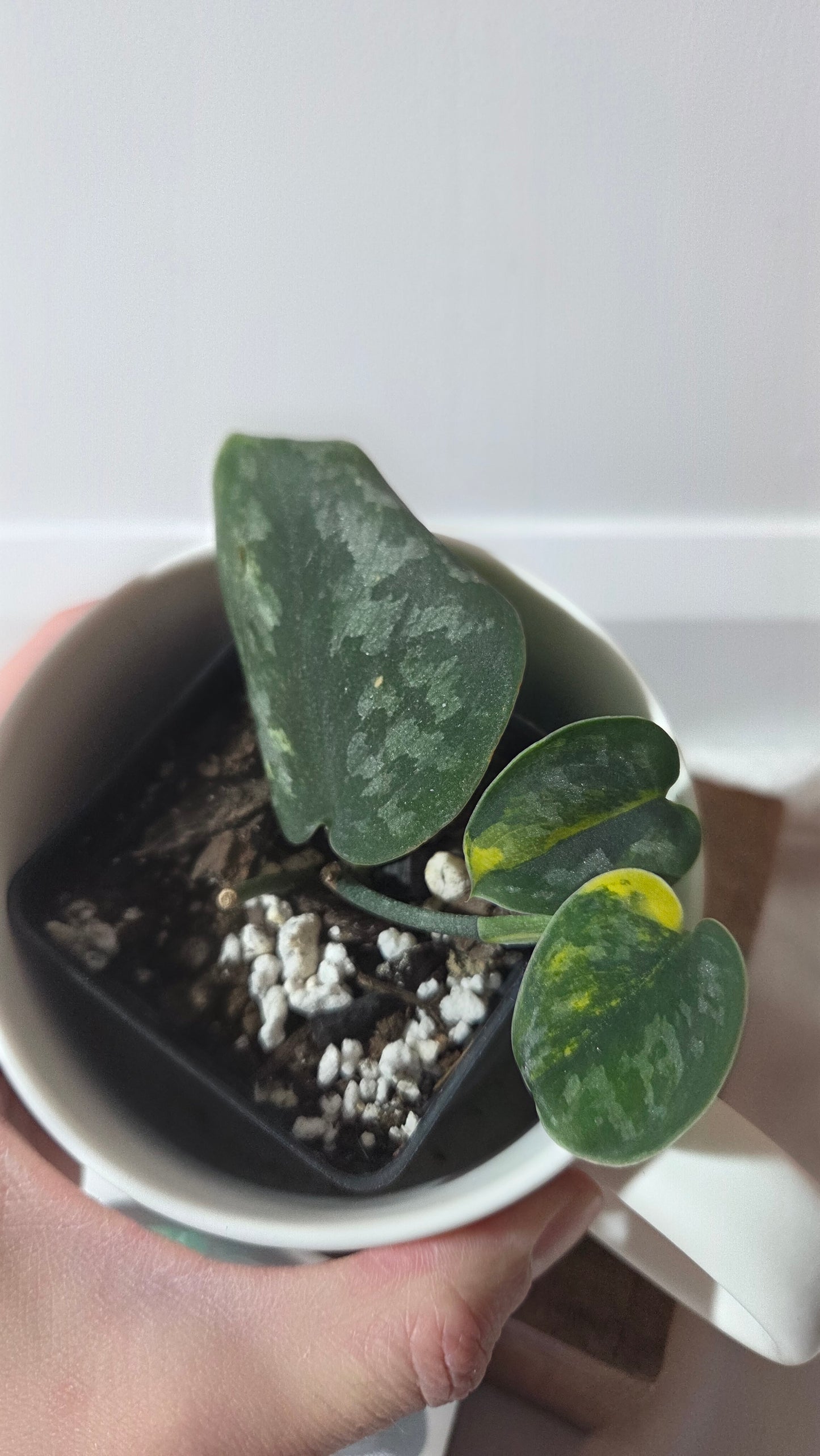 Scindapsus Green Diamond (SCI-1263)