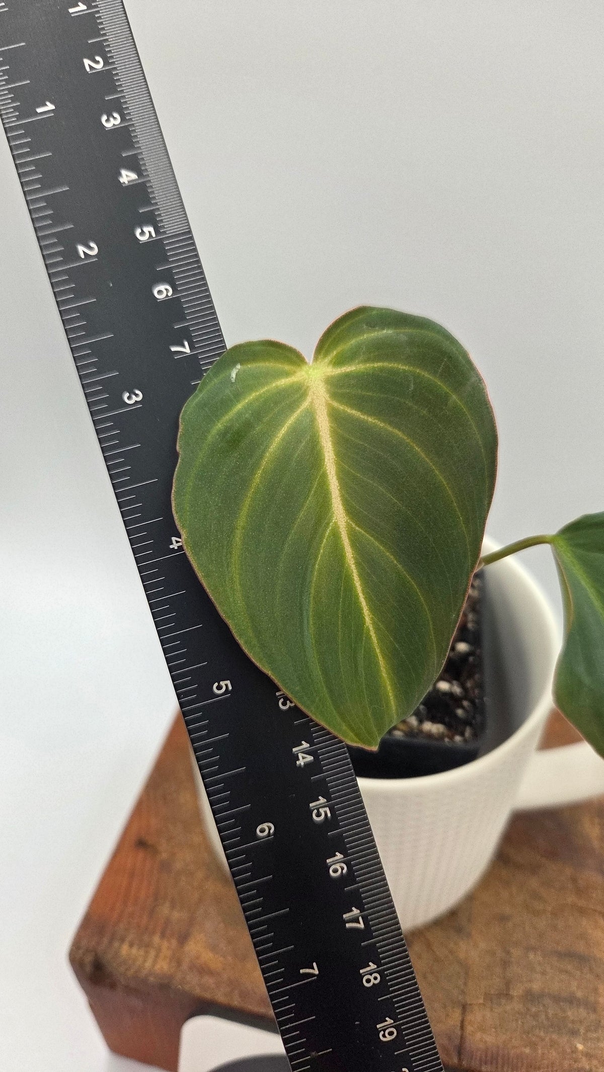 Philodendron Glorious (PHI-1097)