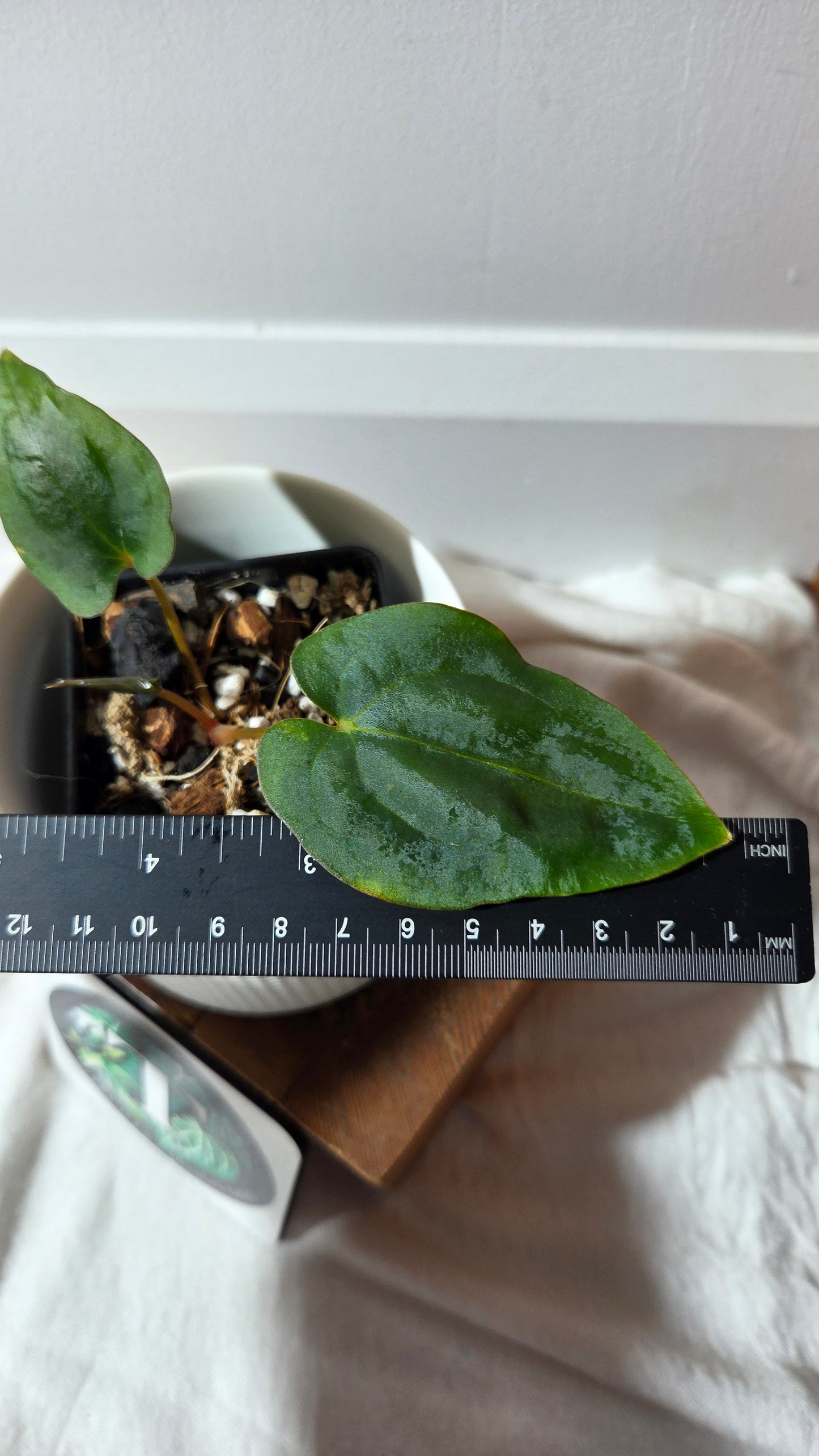 Anthurium Dressleri dark "format PETIT" (ANT-646)