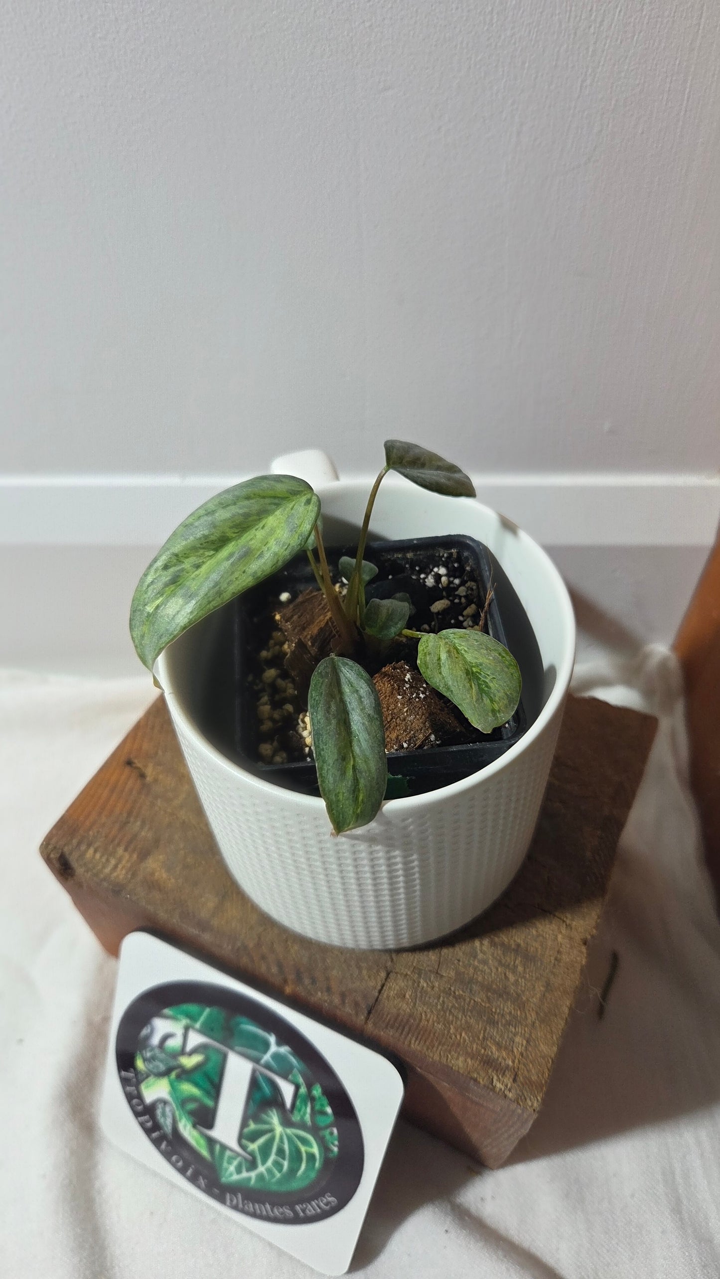 Philodendron Sodiroi Variegata (PHI-511)