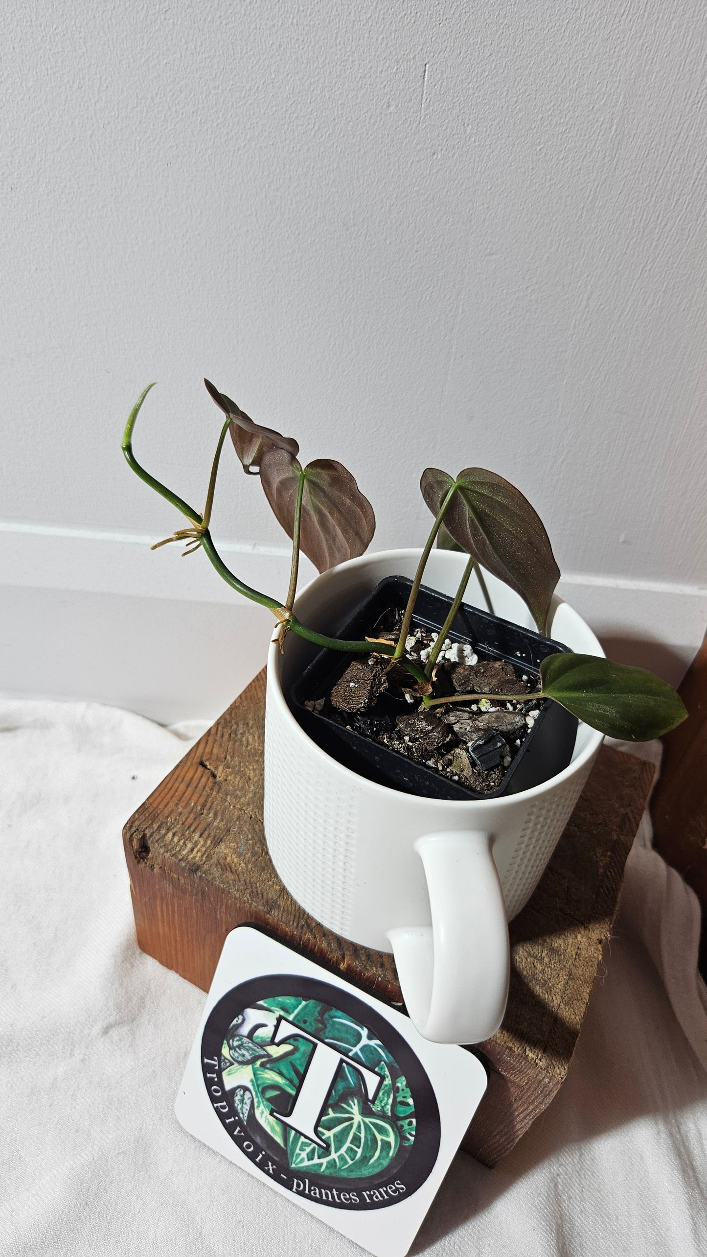 Philodendron Mican Var. REVERT (PHI-950)