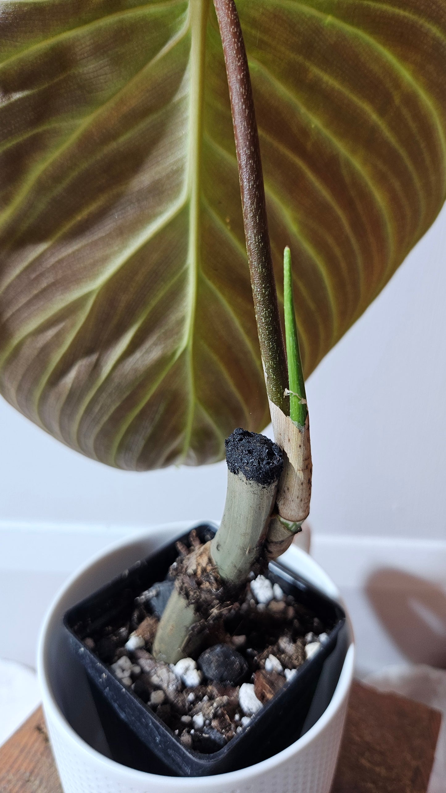 Philodendron Splendide "format LARGE" (PHI-941)