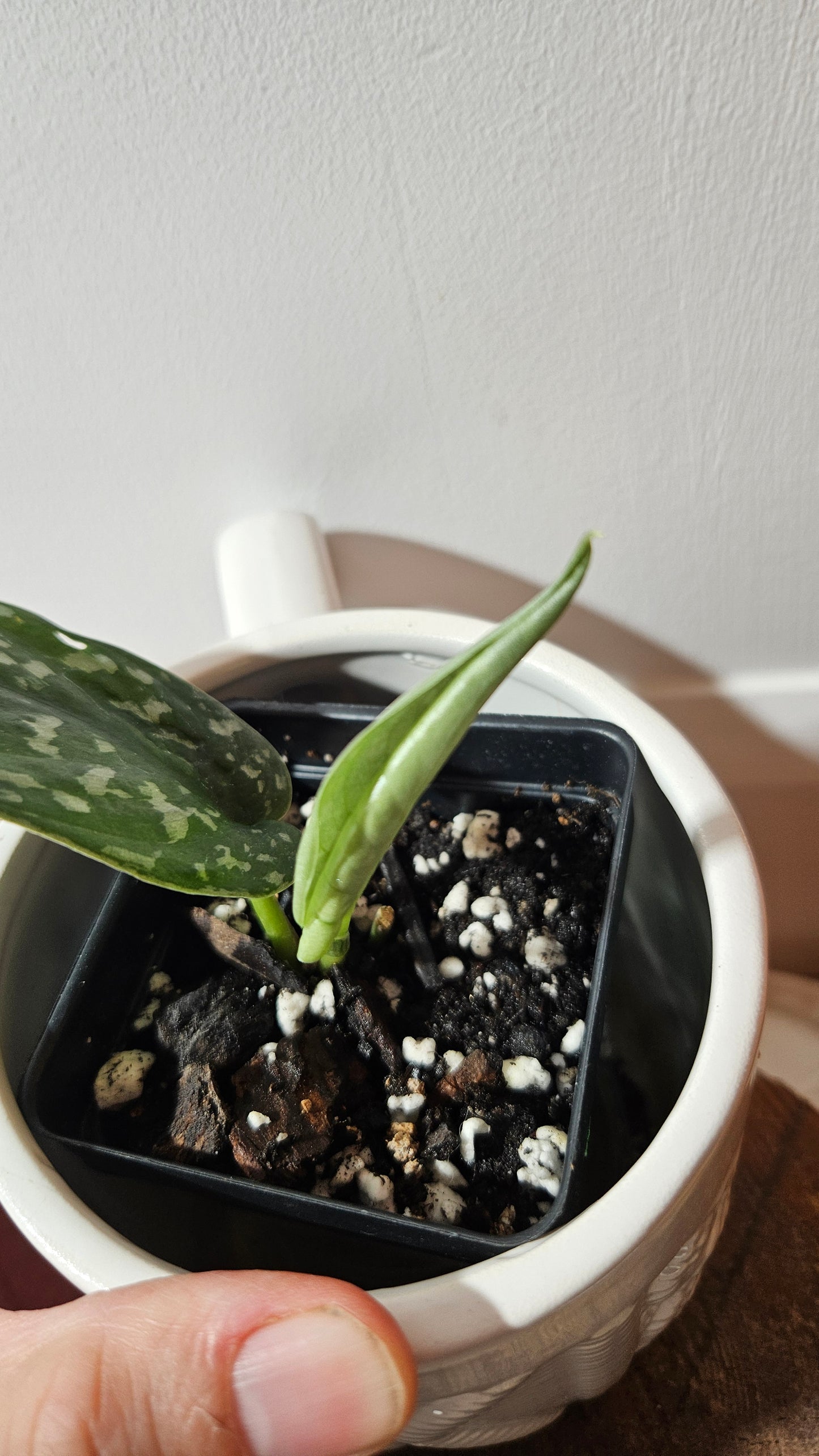 Scindapsus Exotica Batik (SCI-1286)