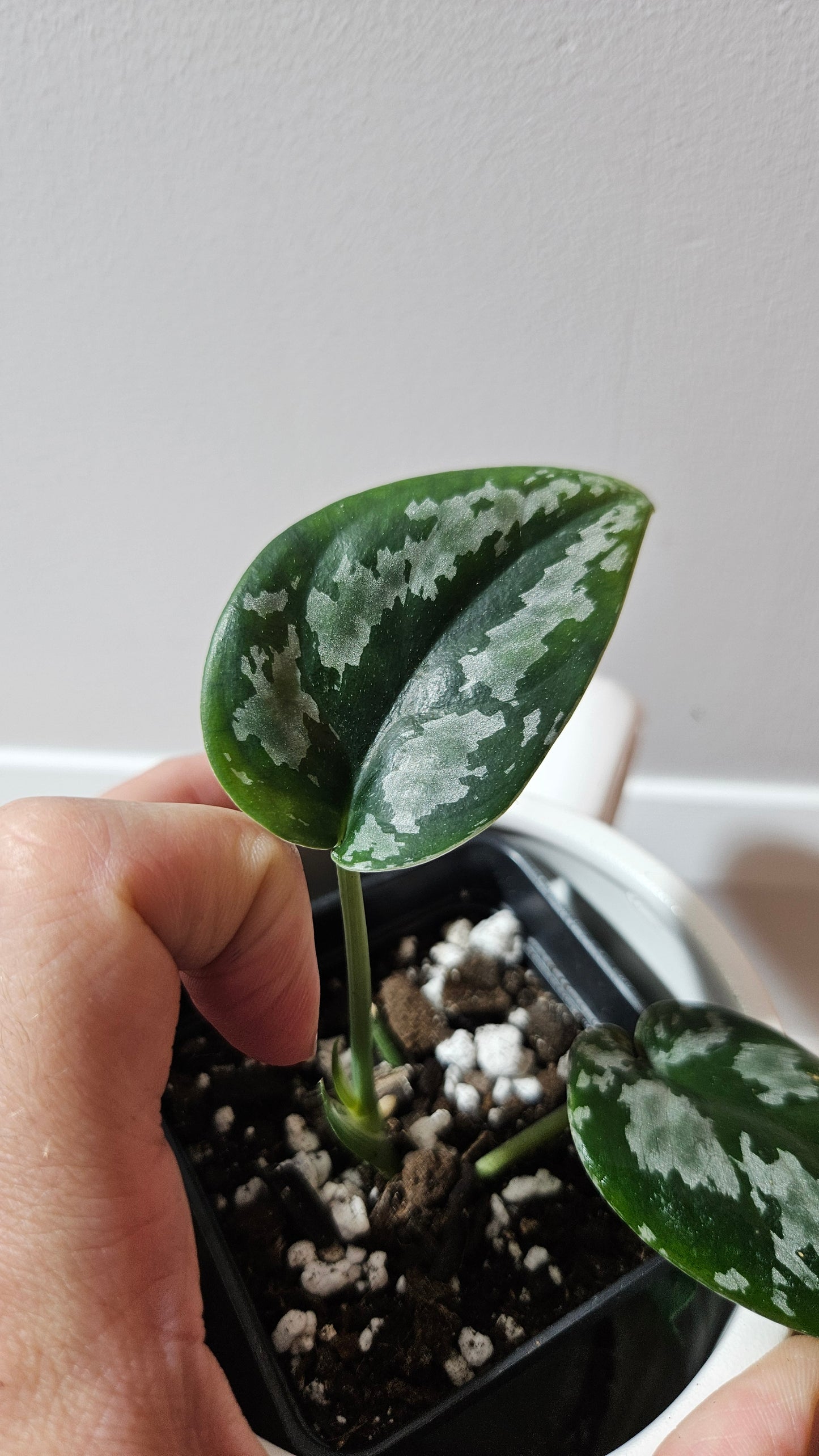 Scindapsus Dark Tricolore (SCI-1223)