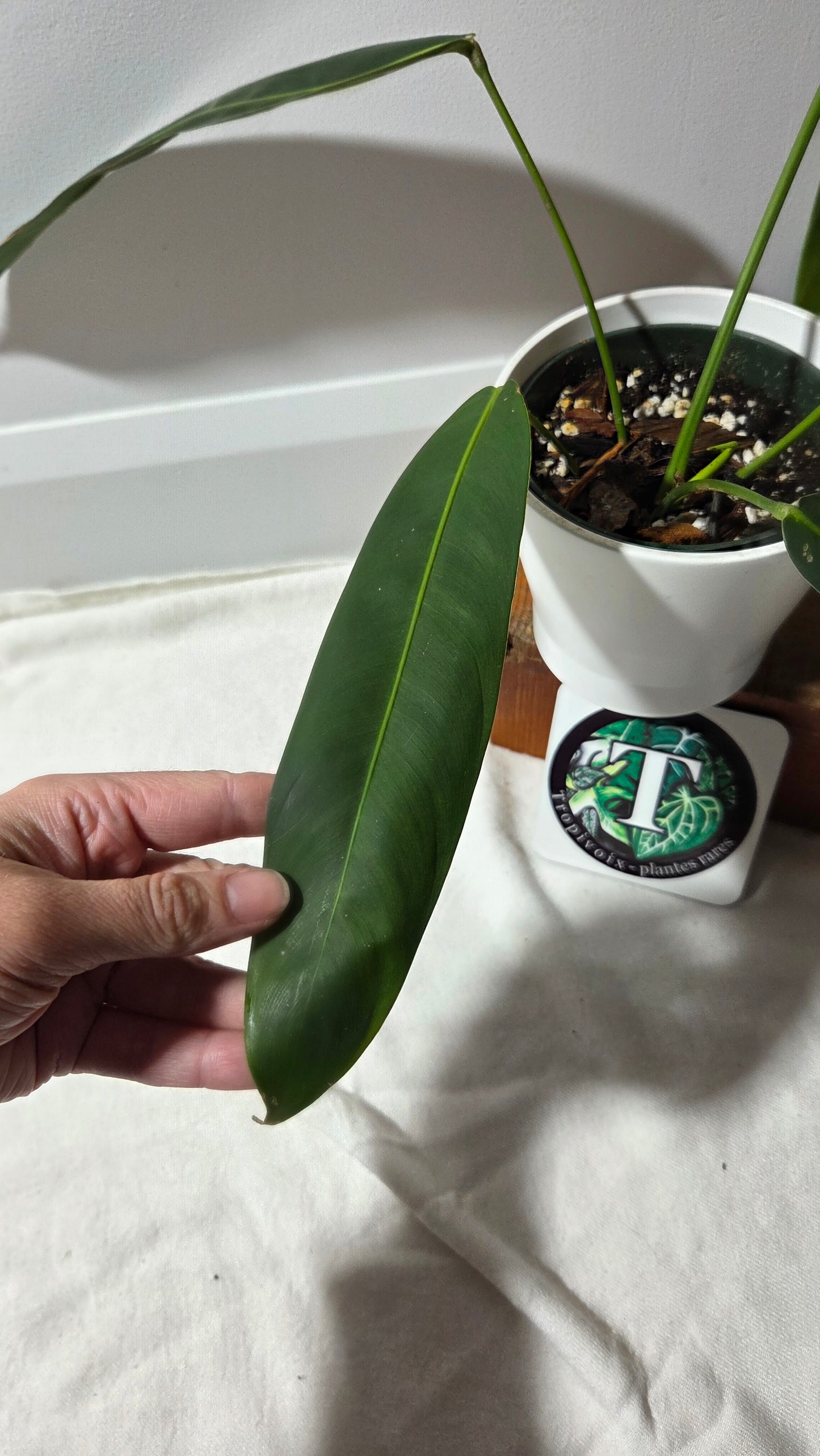 Philodendron Patriciae Black (PHI-984)