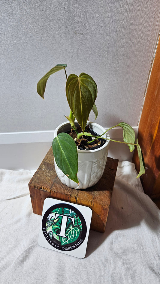 Philodendron Glorious (PHI-636)