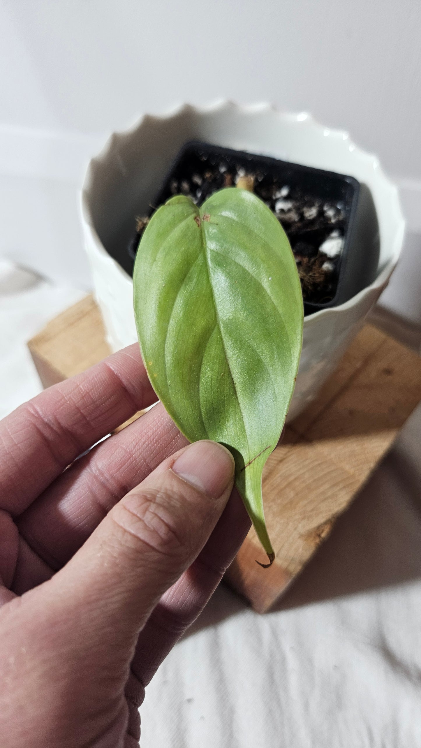 Philodendron Genevievianum Platinum (PHI-674)