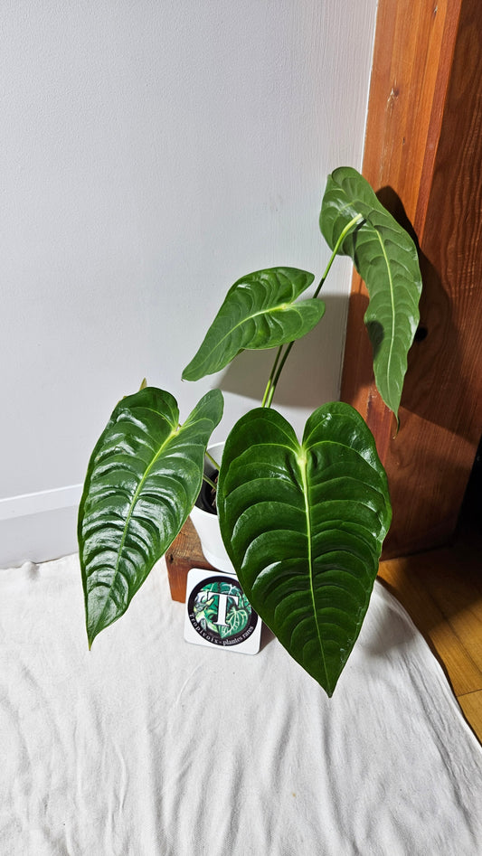 Anthurium Veitchii "format LARGE" (ANT-489)