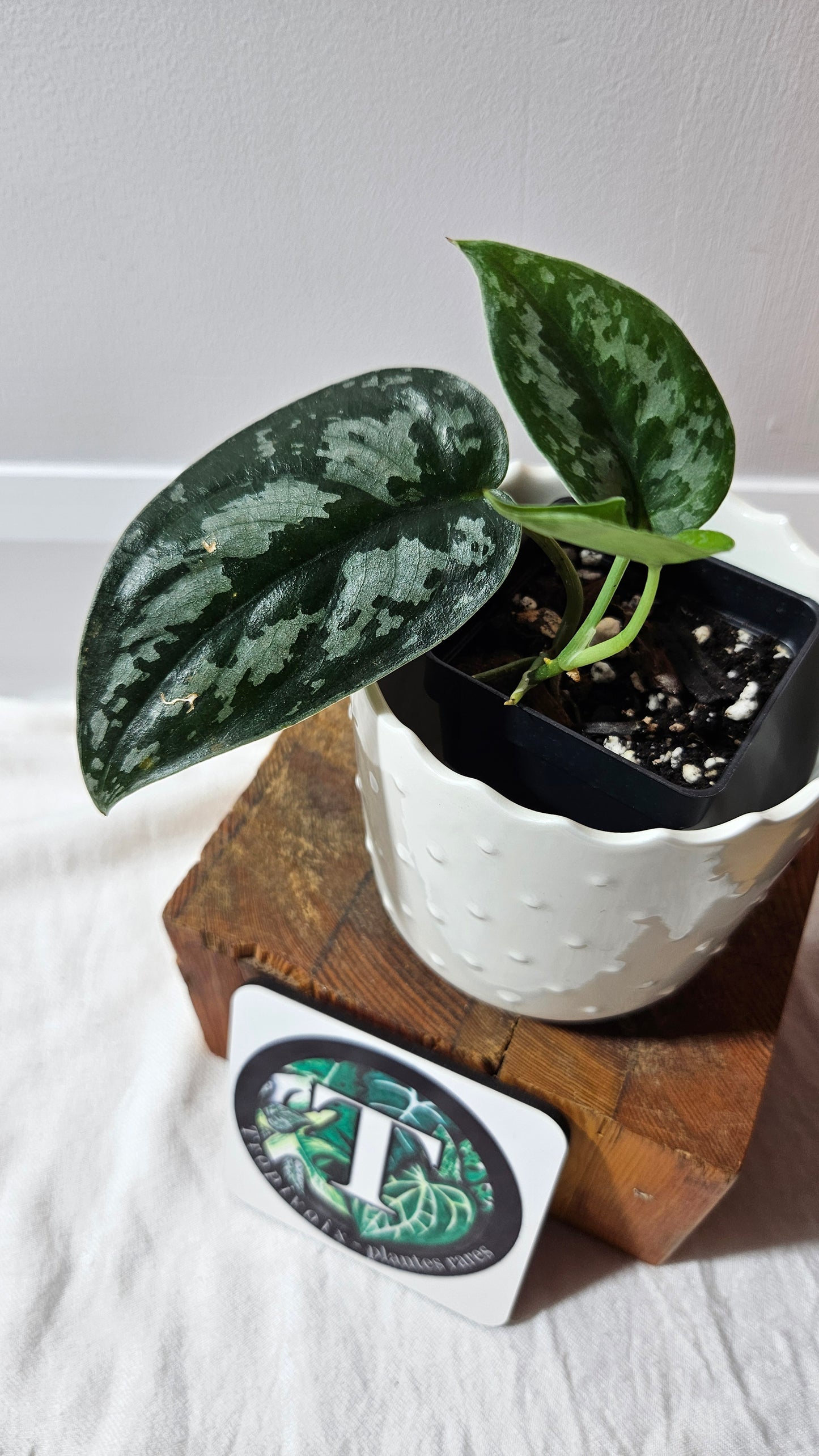 Scindapsus Black Exotica (SCI-1333)