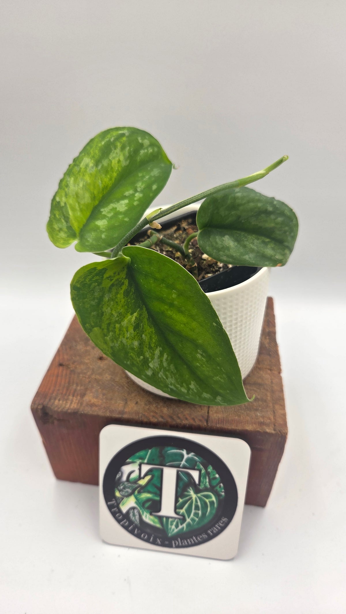 Scindapsus Silver Splash "Green on Green" (SCI-879)