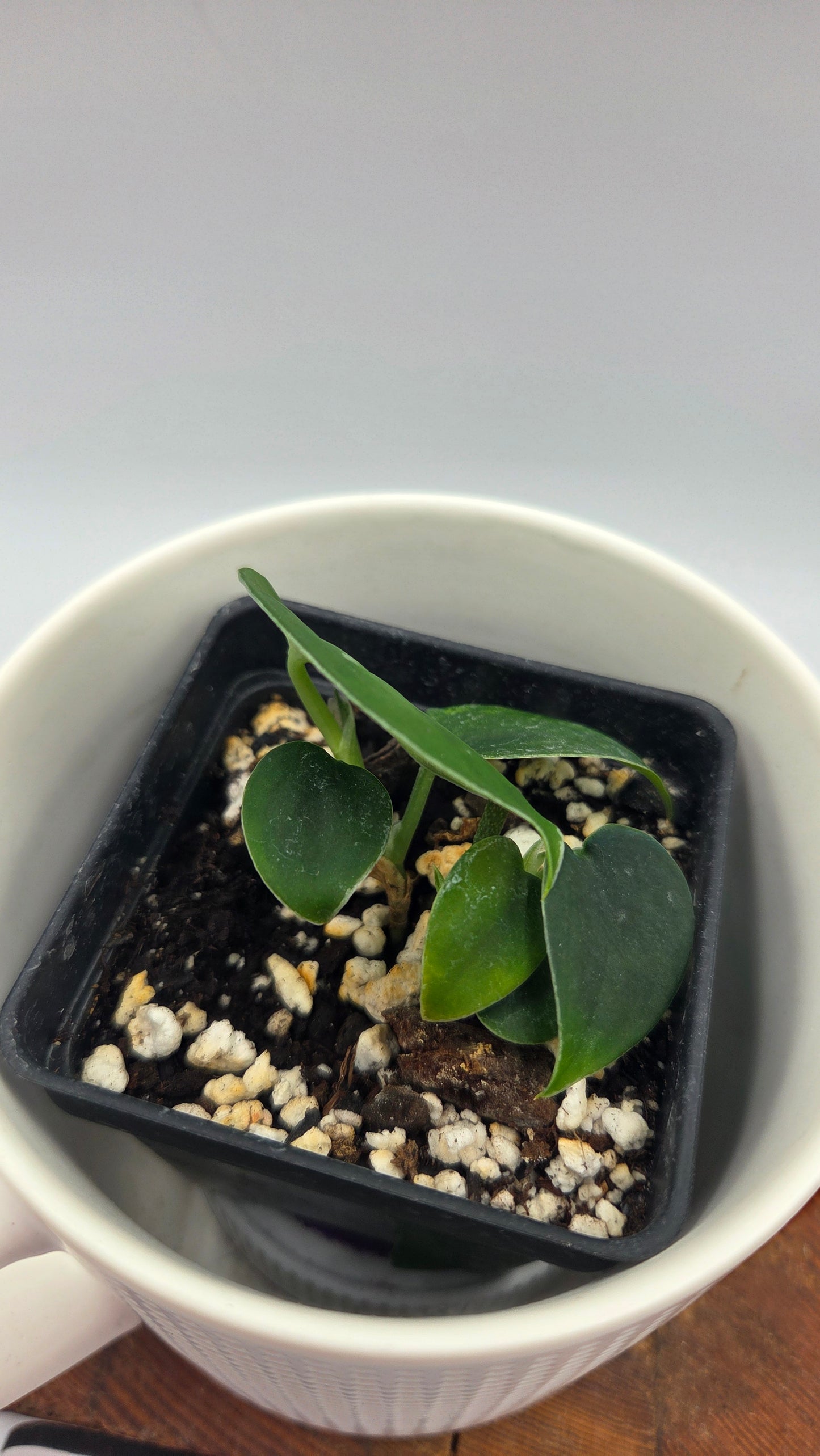 Scindapsus Black SP Bornéo (SCI-1481)