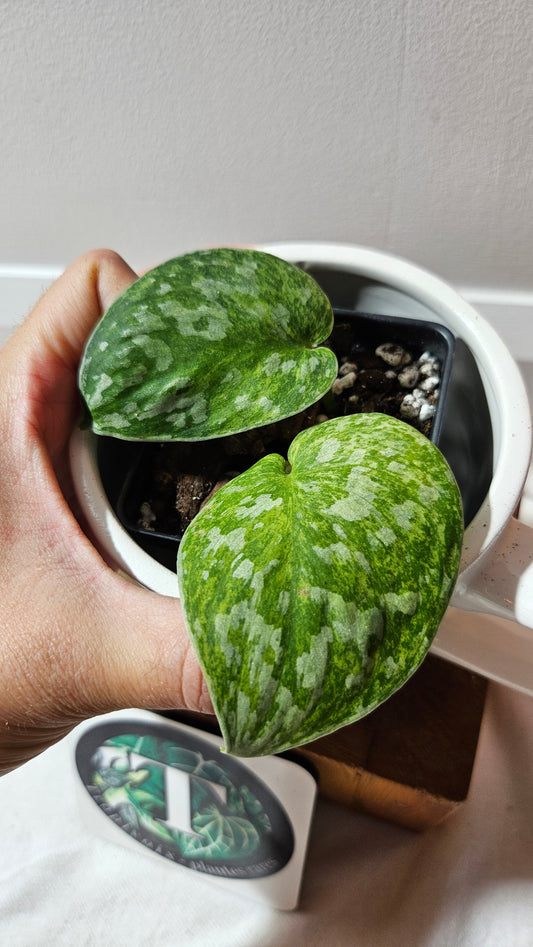 Scindapsus Exotica Pictus mint (SCI-1210)