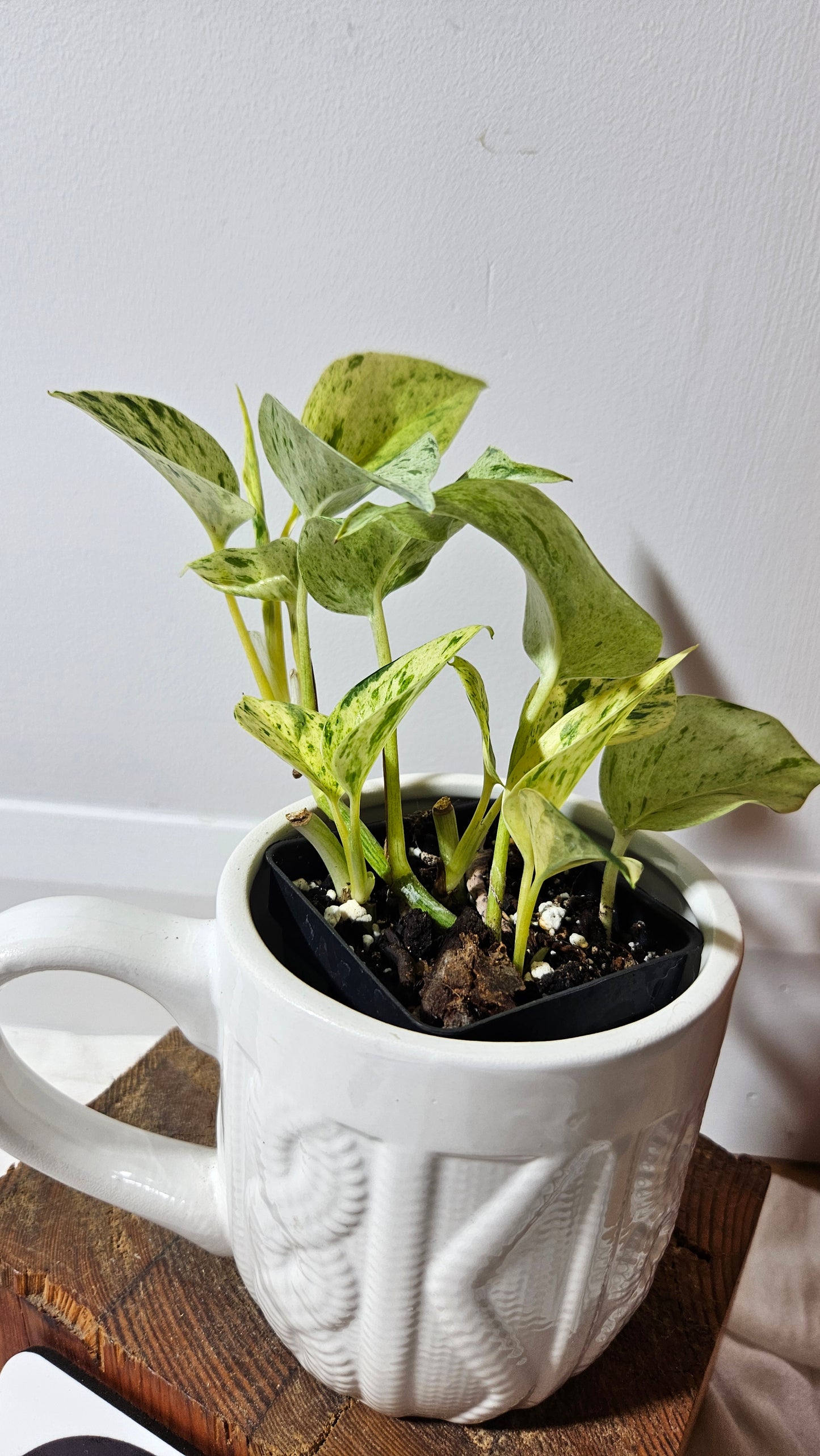 Epipremnum Aureum Marble Queen "version Snow Queen" (EPI-178)