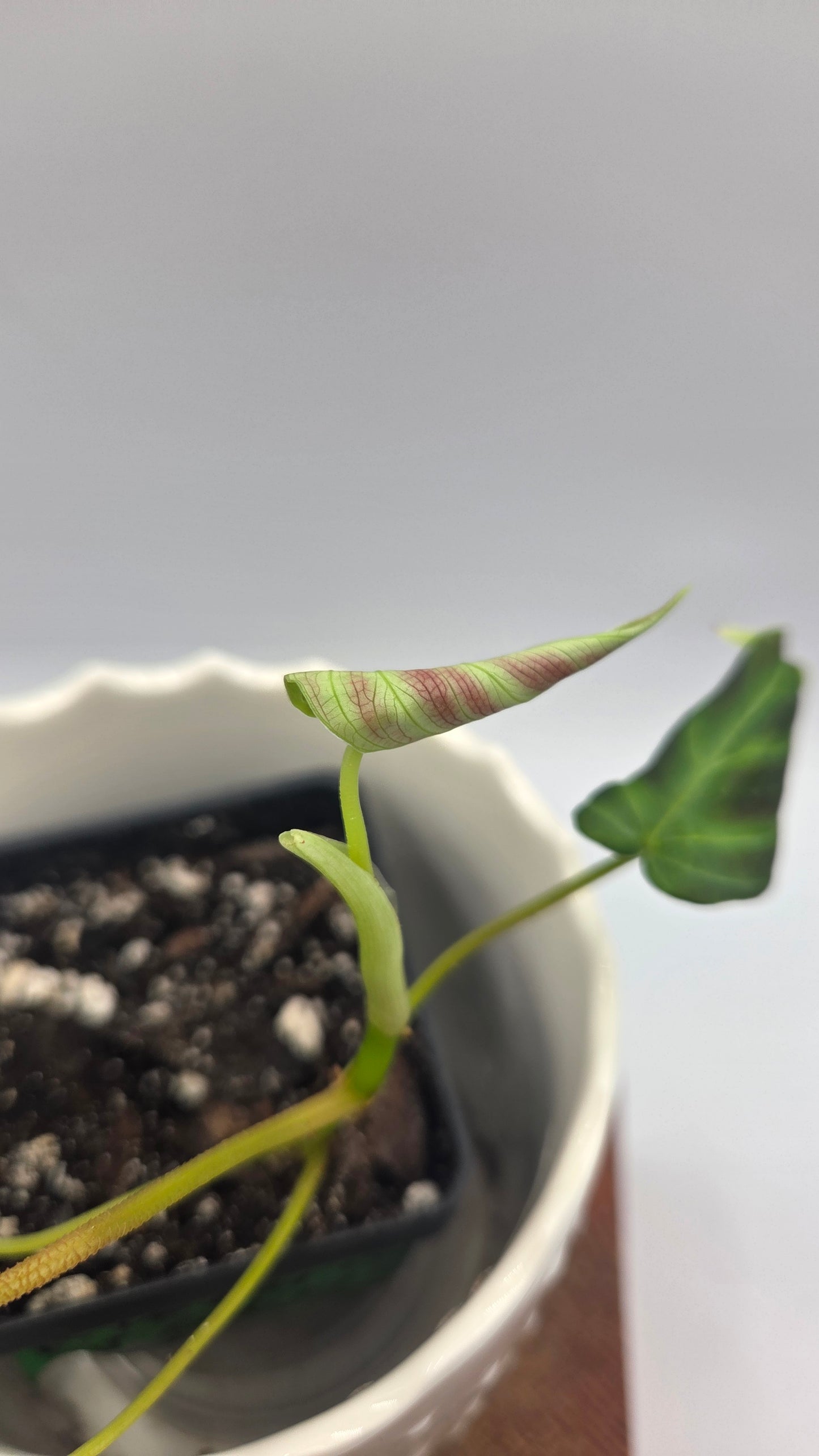 Philodendron Verrucosum Glow (PHI-1033)