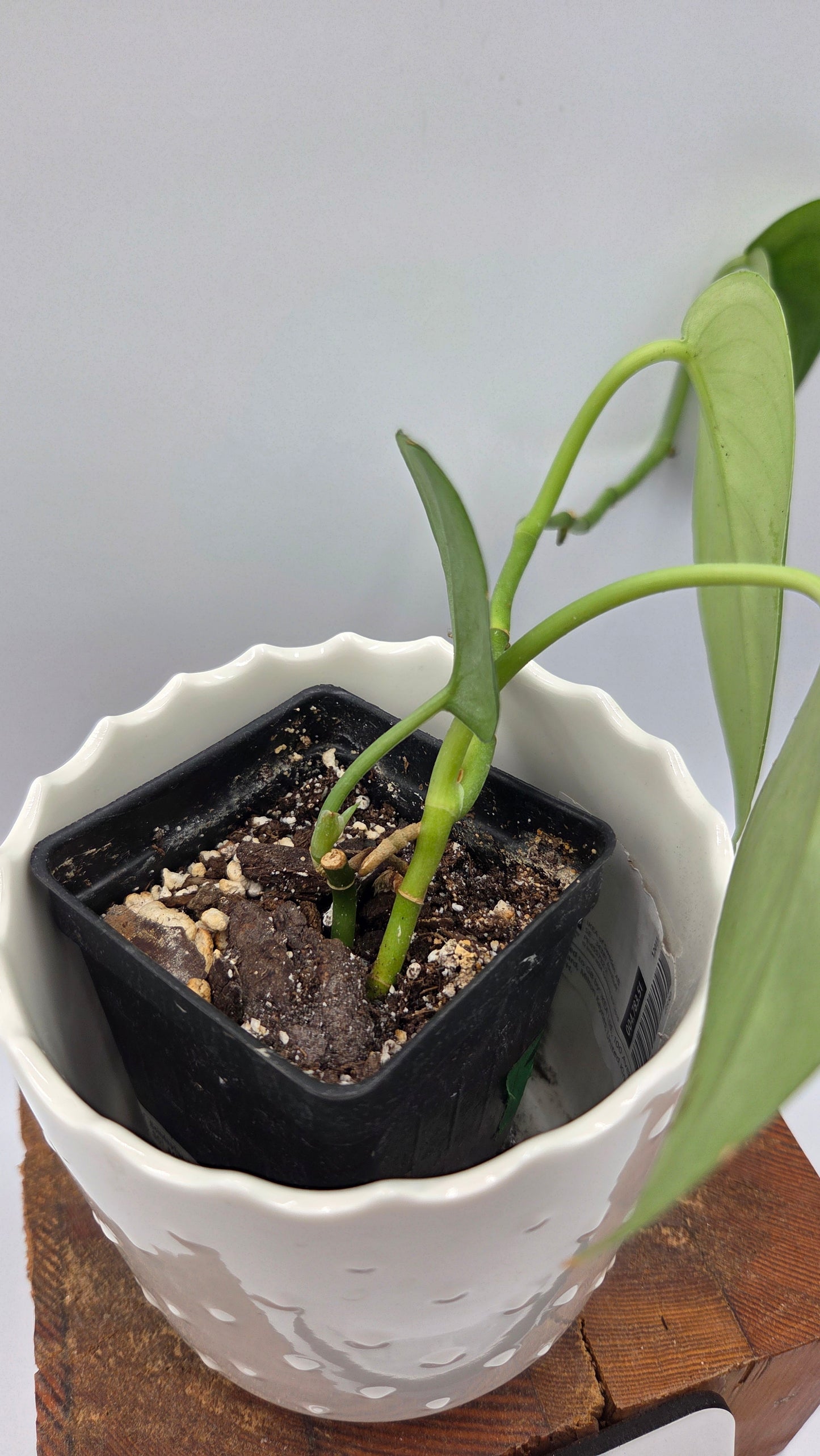 Scindapsus Jade Satin Variegata REVERT(SCI-843)