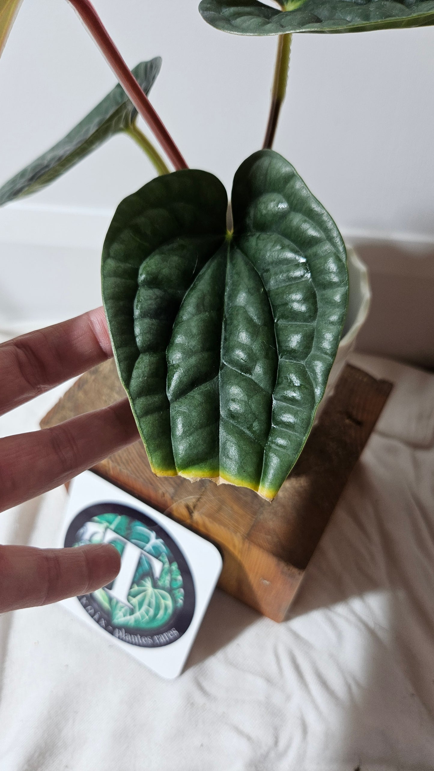 Anthurium Luxurian Platinum "format MOYEN" (ANT-169)