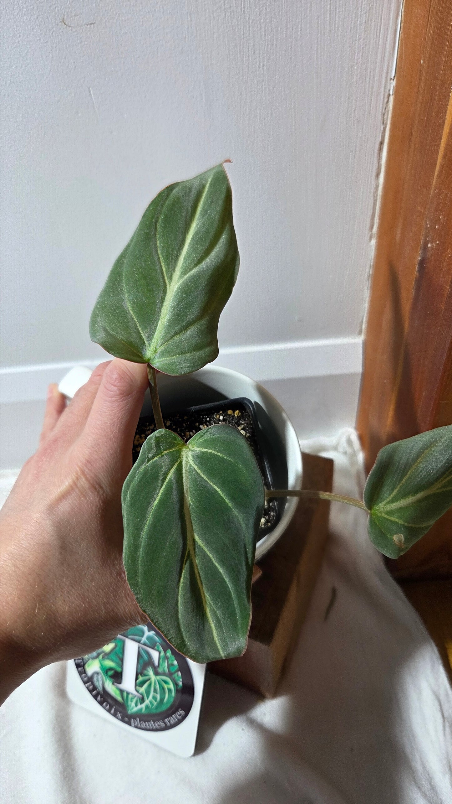 Philodendron Gloriosum Zebra (PHI-997)