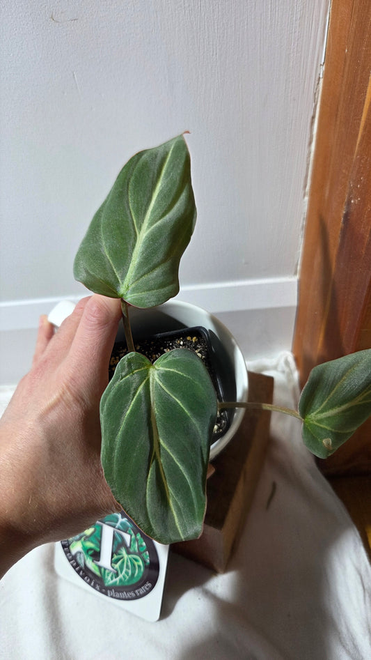 Philodendron Gloriosum Zebra (PHI-997)