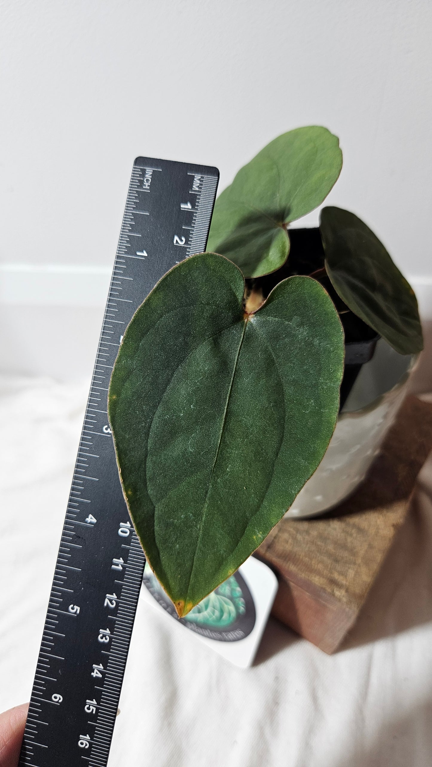 Anthurium Black Velvet Panama"format PETIT" (ANT-215)