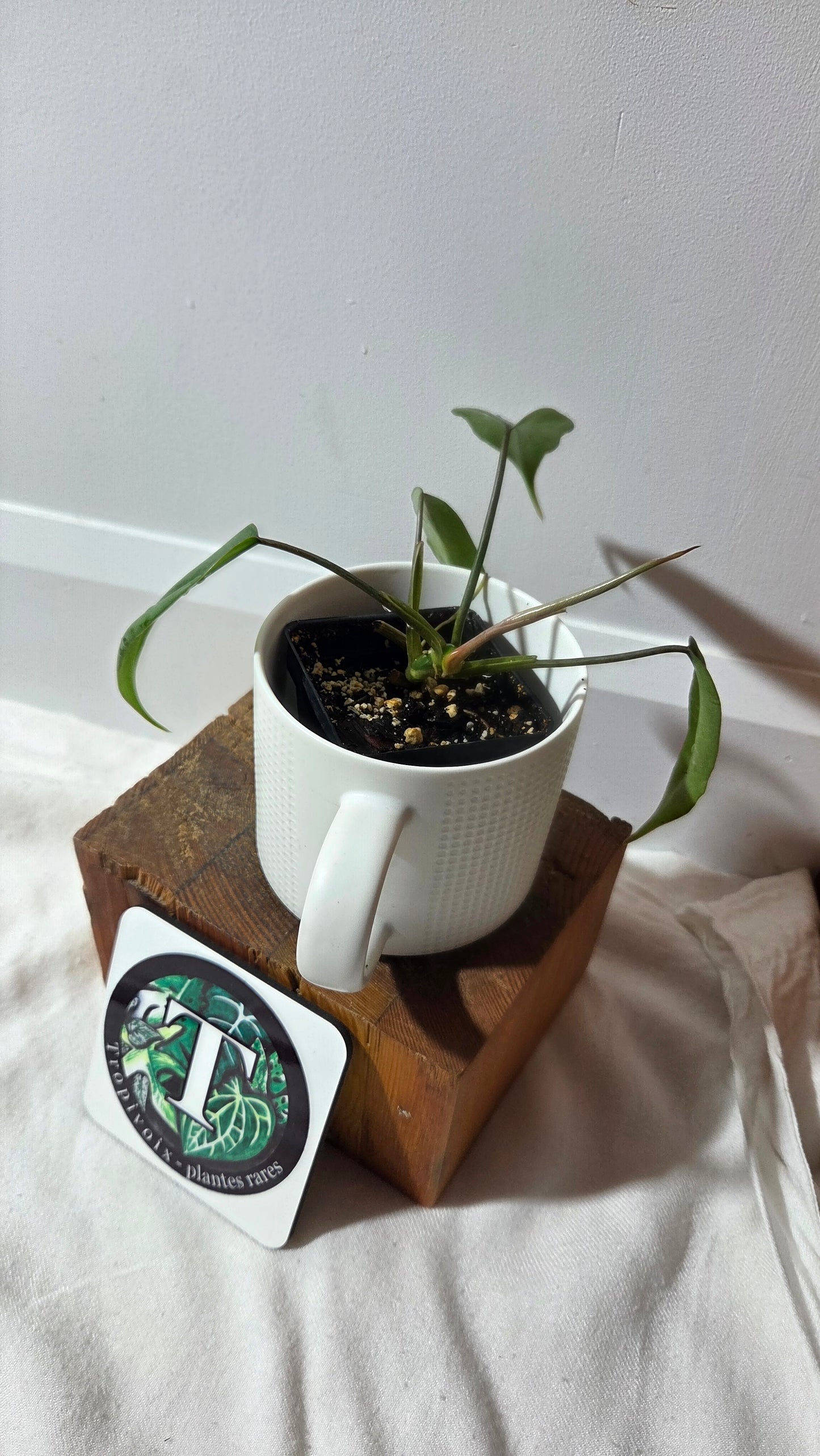 Philodendron Mayoi (PHI-1010)