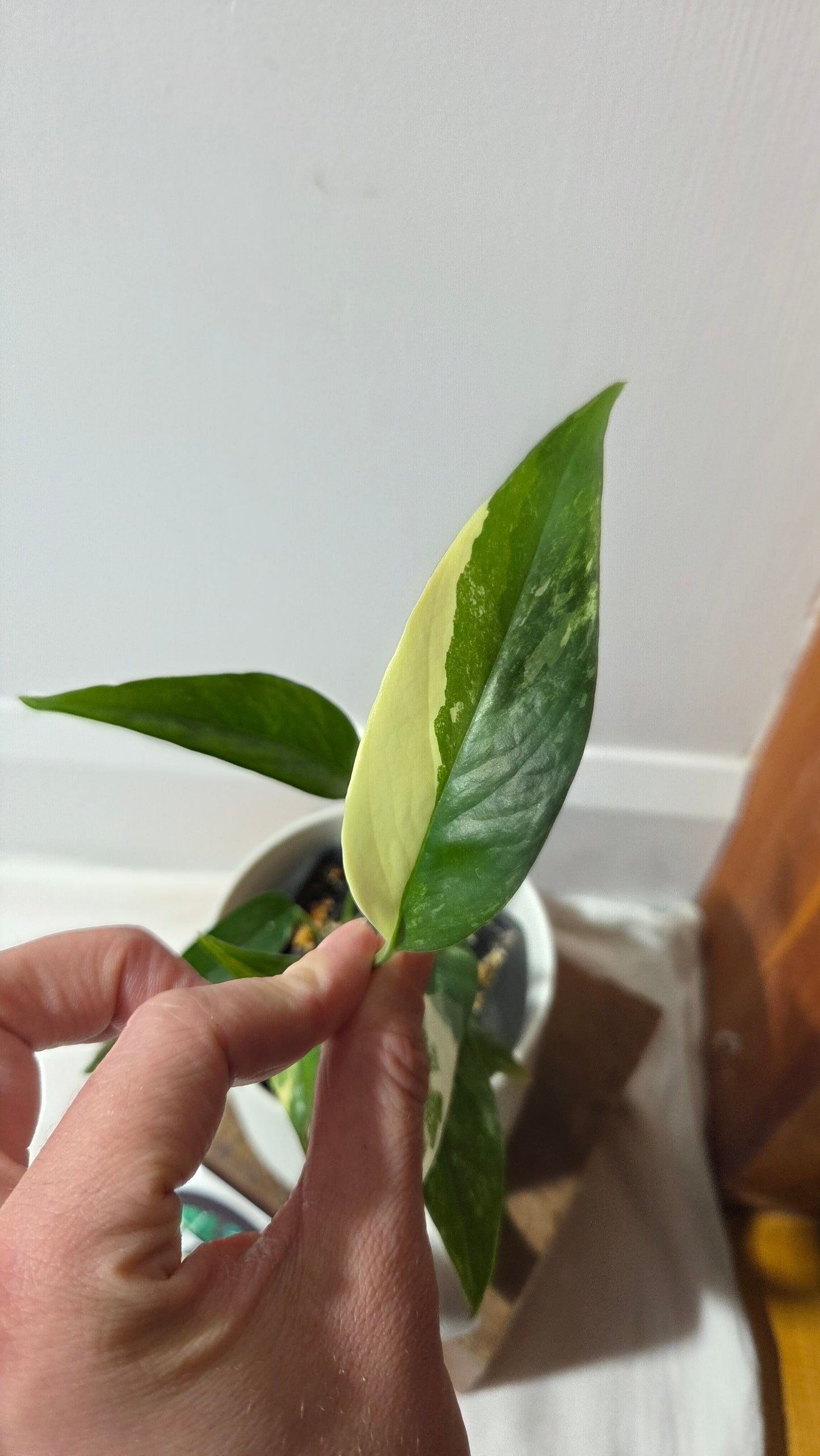 Epipremnum pinnatum Albo (EPI-195)