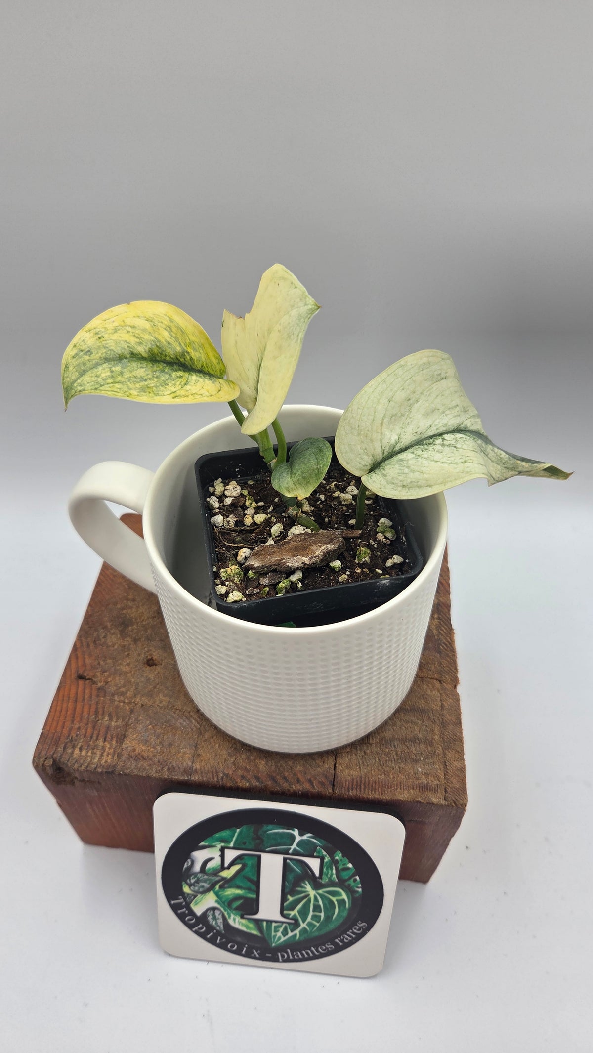 Scindapsus Silver Tattoo Variegata (SCI-1534)
