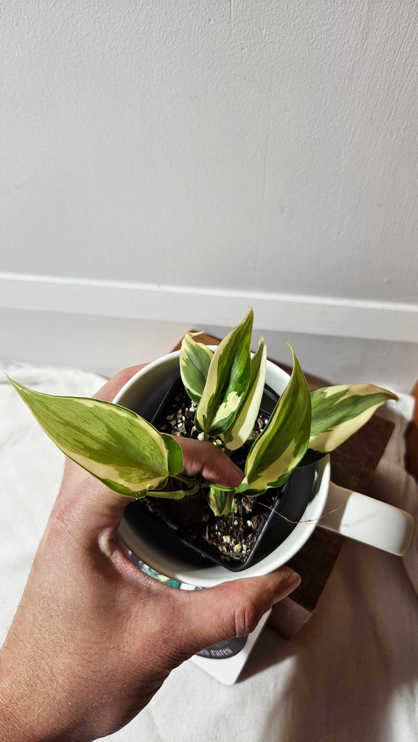 Philodendron Hederaceum Rio (PHI-951)