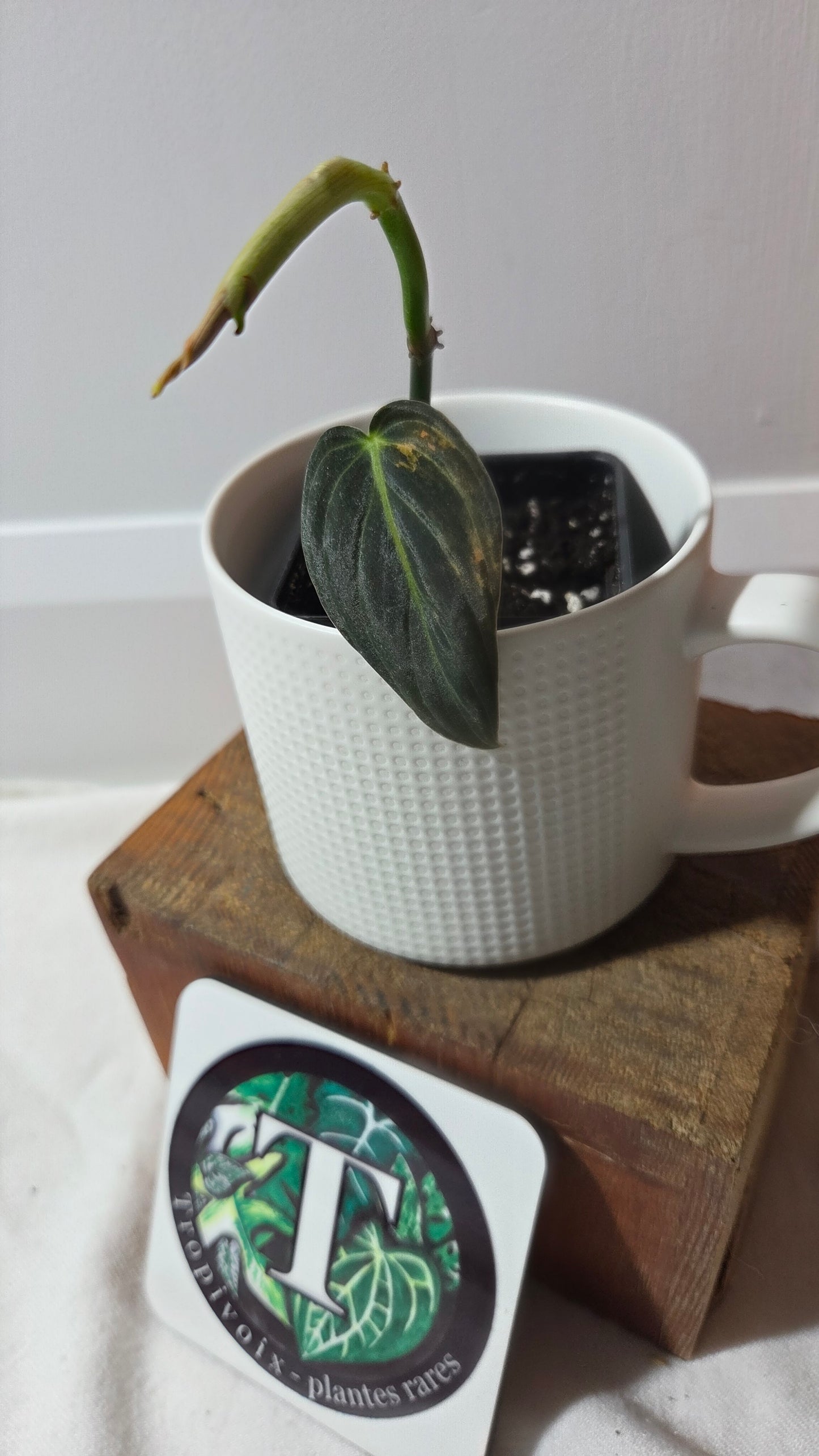 Philodendron Melanochrysum Variegata (PHI-994)