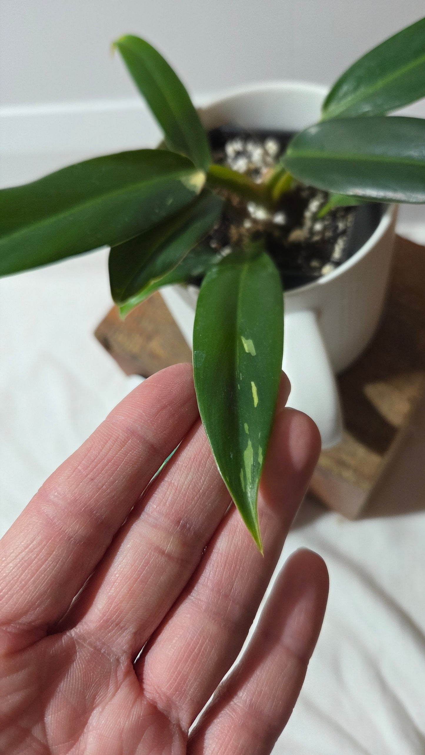 Philodendron Wend Imbe Variegata (PHI-975)