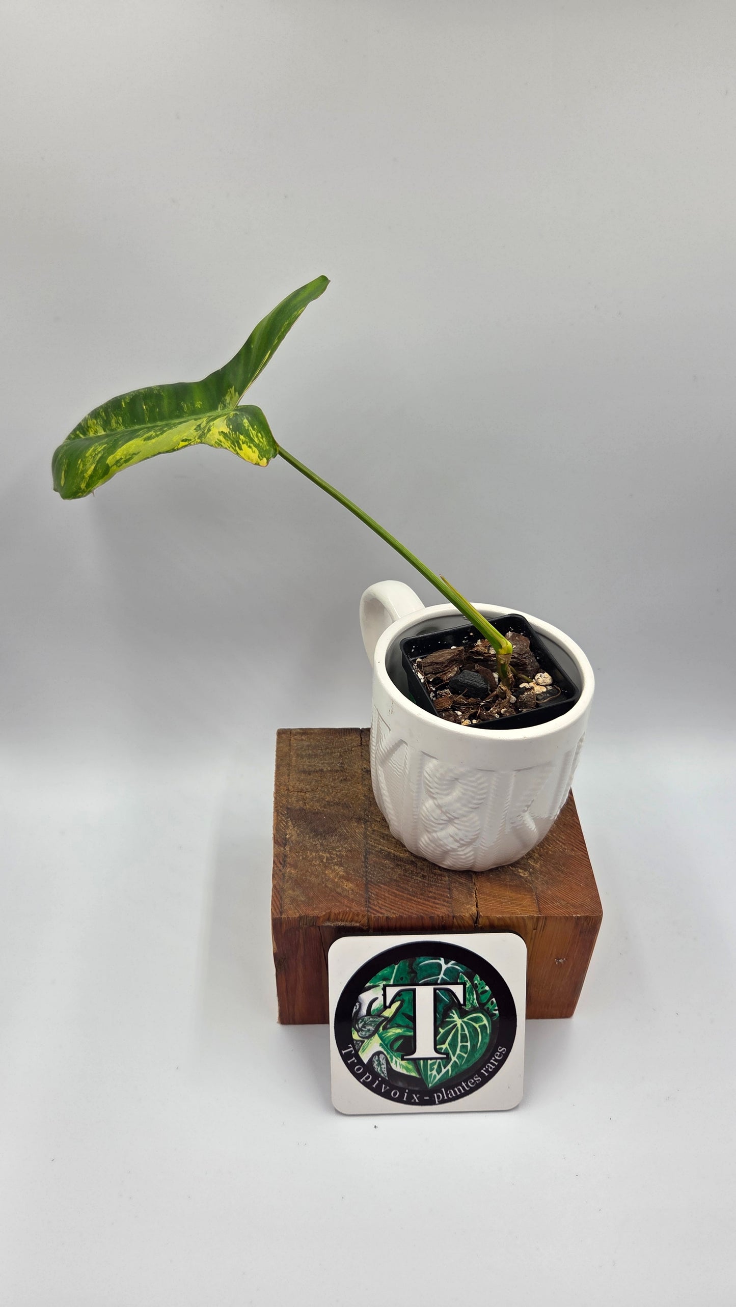 Philodendron Paradise Beauty (FloridaBeautyXParaiso Verde)(PHI-1023)